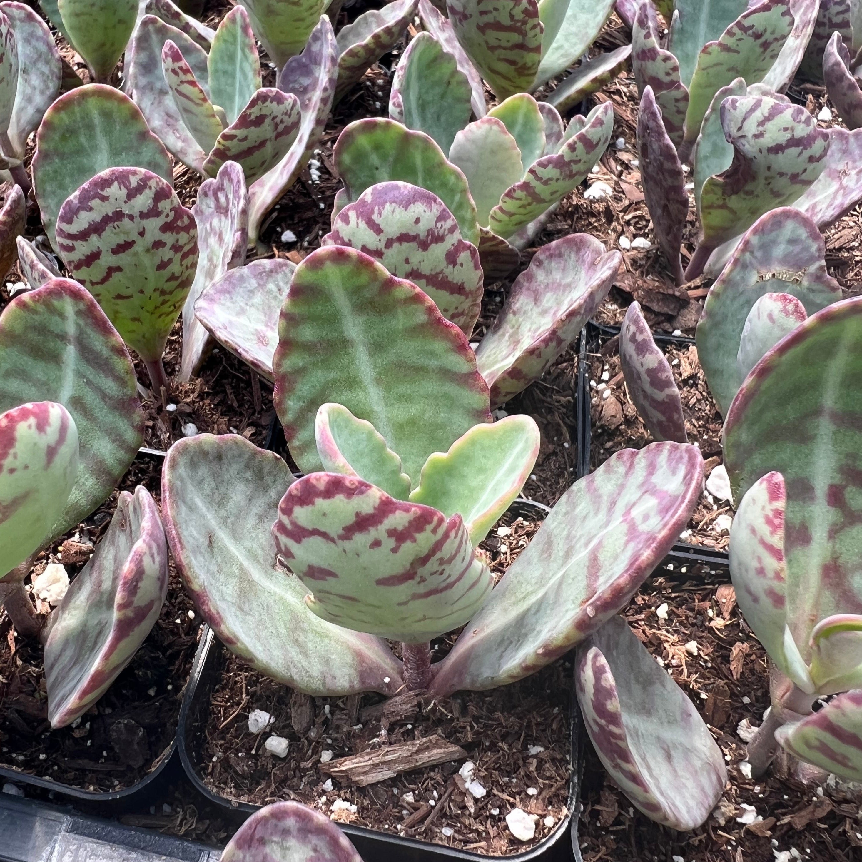kalanchoe tiger succulent Kalanchoe humilis – Succulent Gardens