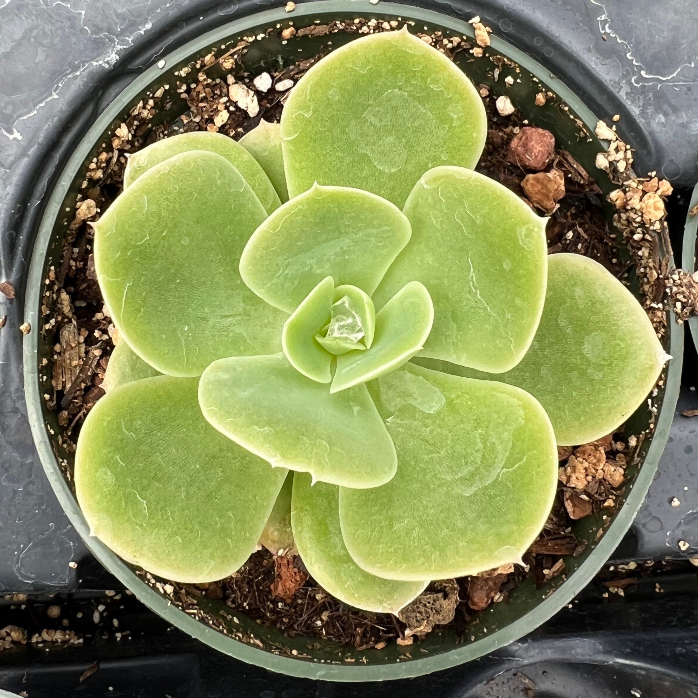 lemon succulent plant Echeveria 'Lemon Lime' – Succulent Gardens