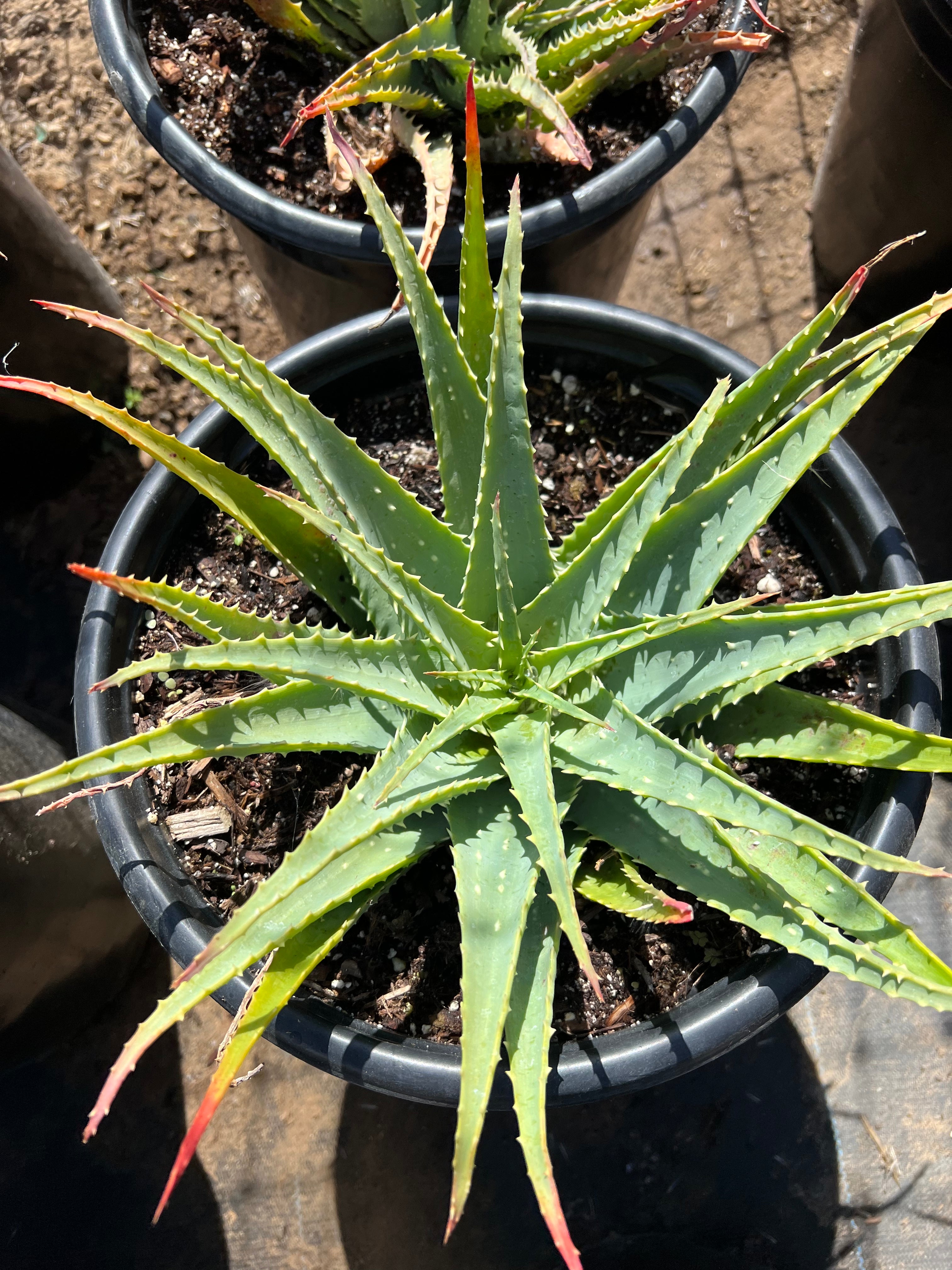 Aloe x spinosissima  Succulent Gardens