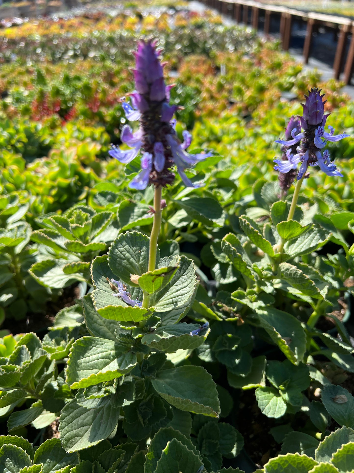 Plectranthus neochilus