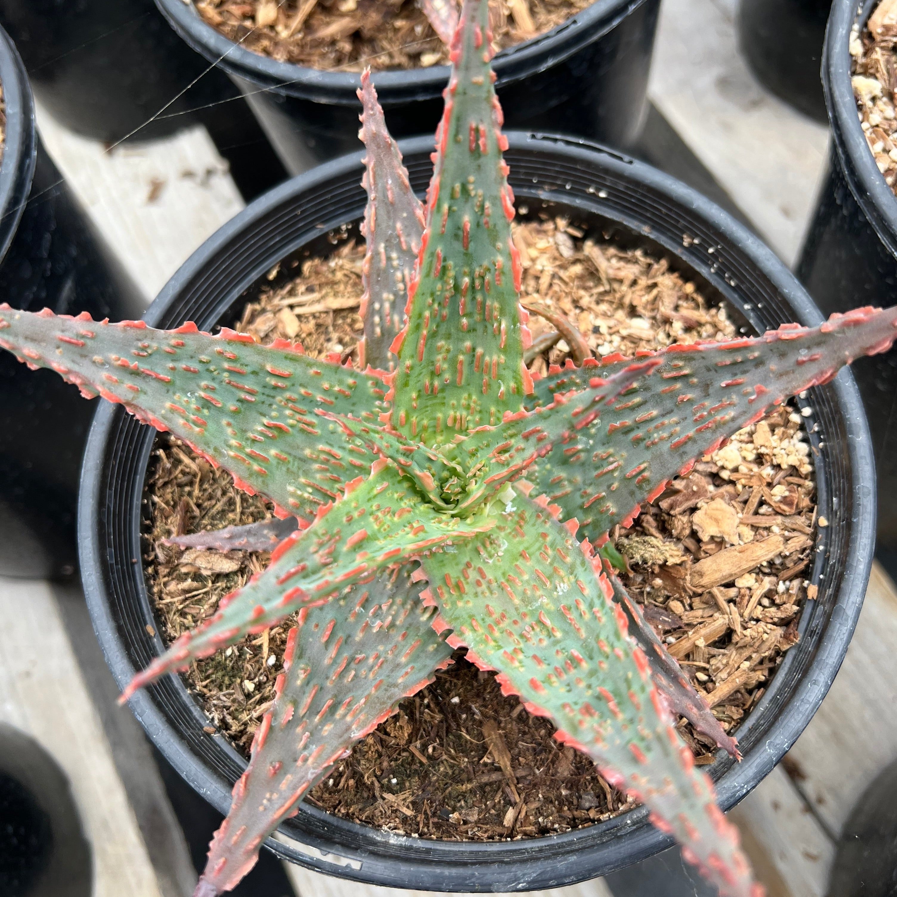aloe piranha Aloe 'Piranha' – Succulent Gardens