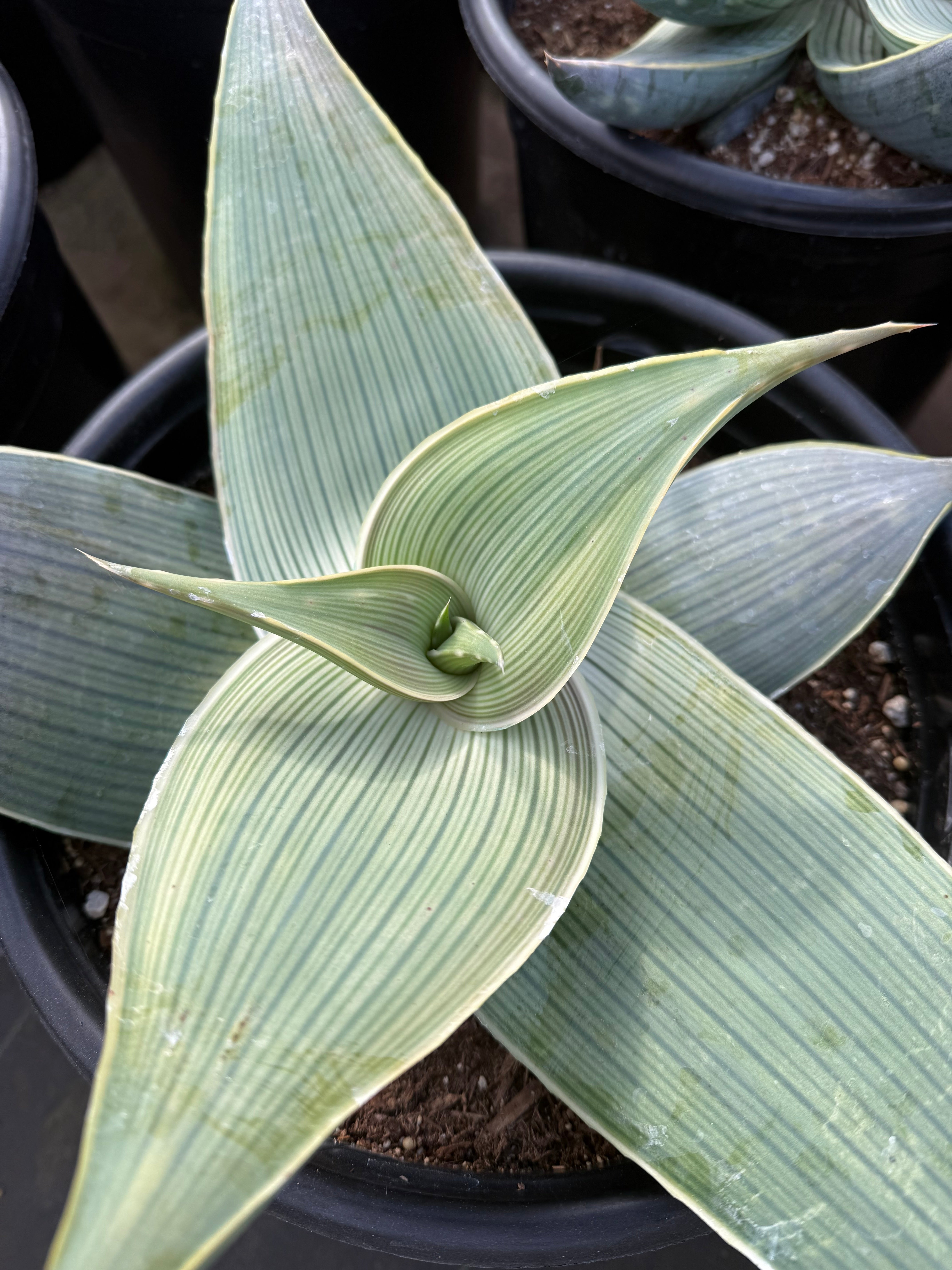 aloe様 Aloe karasbergensis – Succulent Gardens