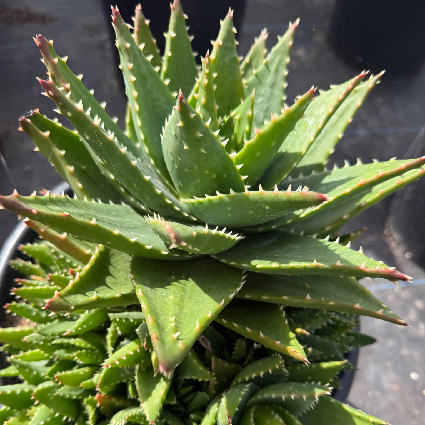 Aloe nobilis