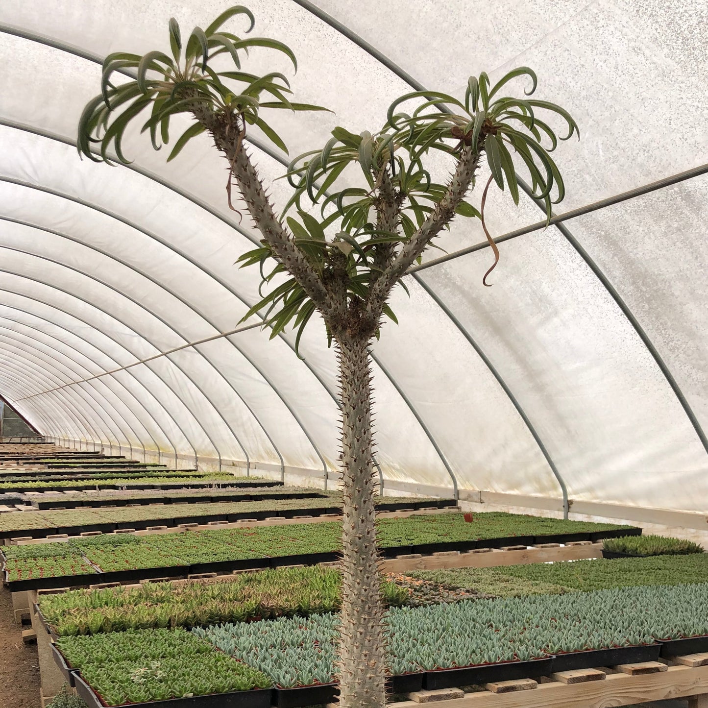 Pachypodium lamerei