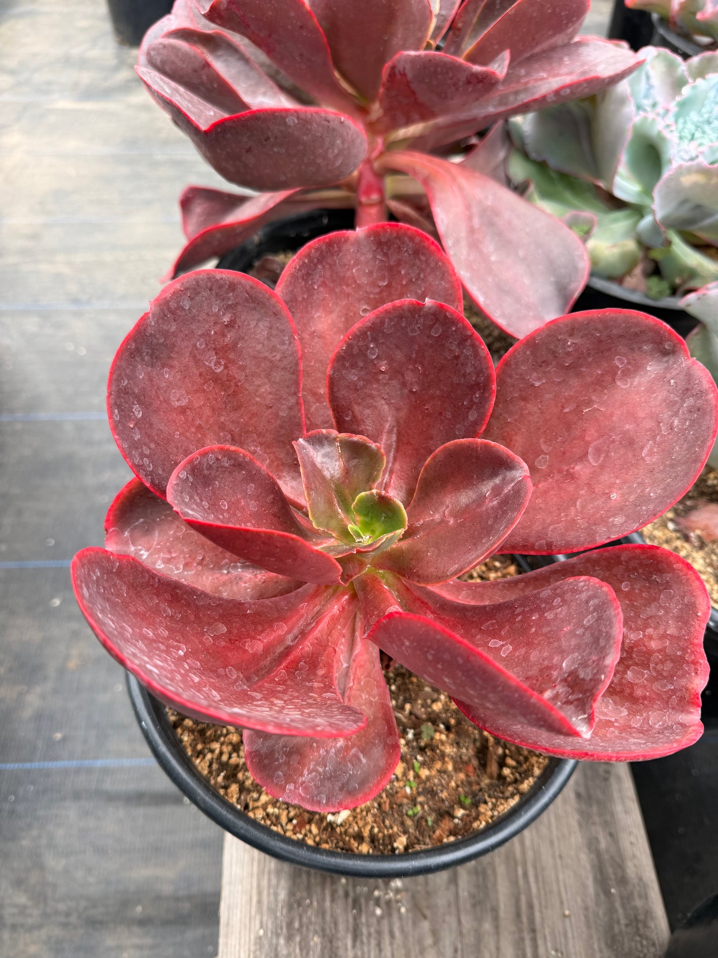 Echeveria 'Mahogany'