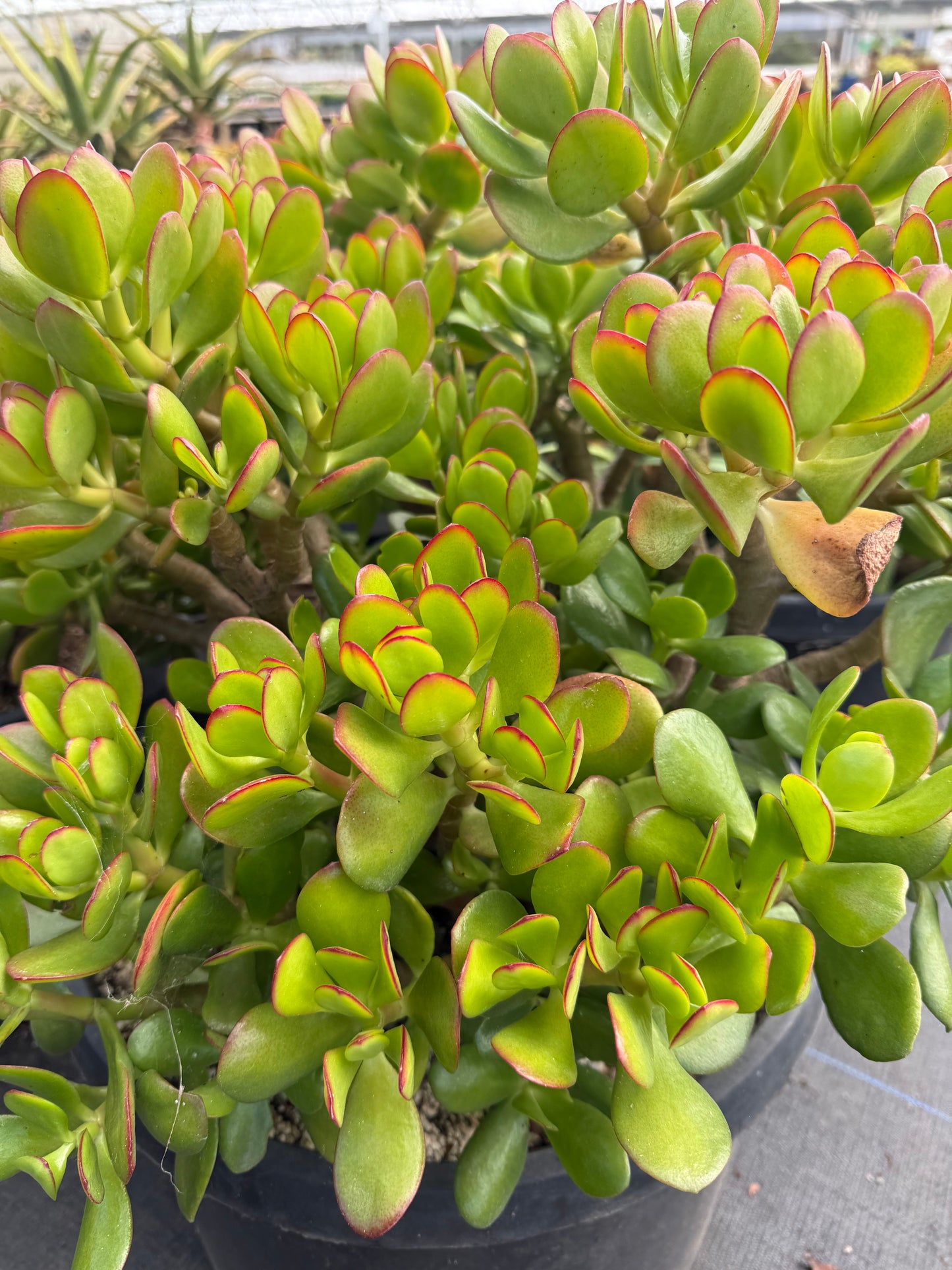 Crassula ovata (Large Form)