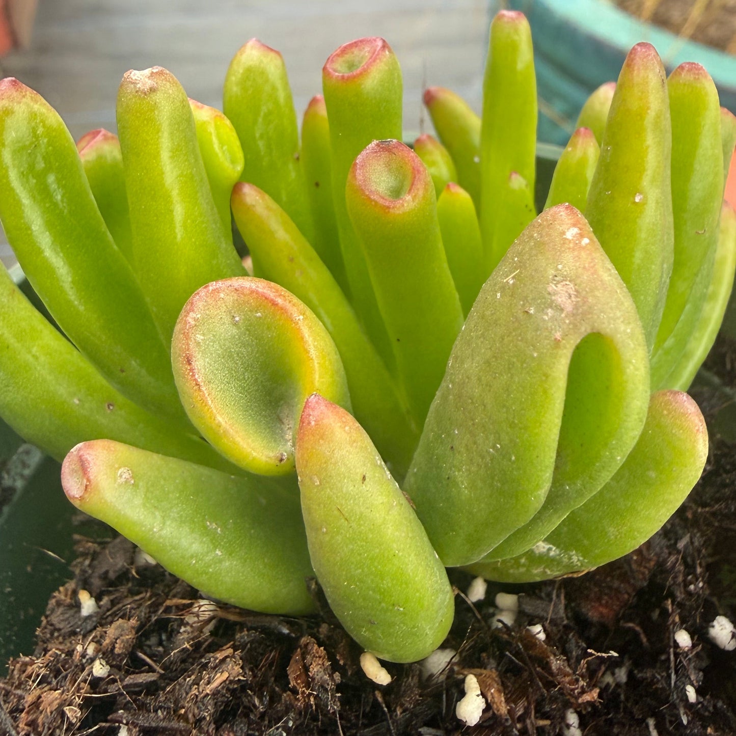Crassula ovata 'Gollum'