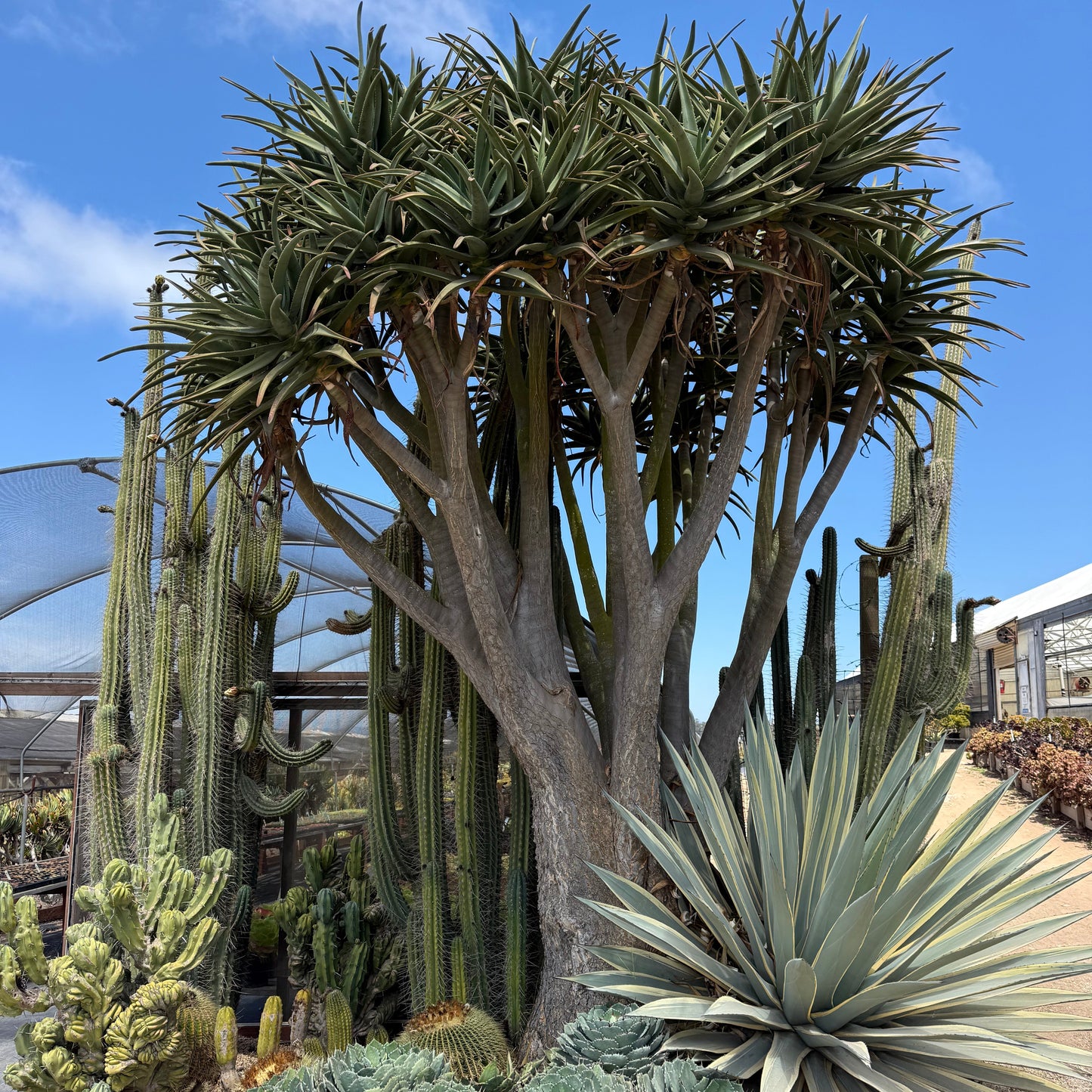 Aloe 'Hercules'