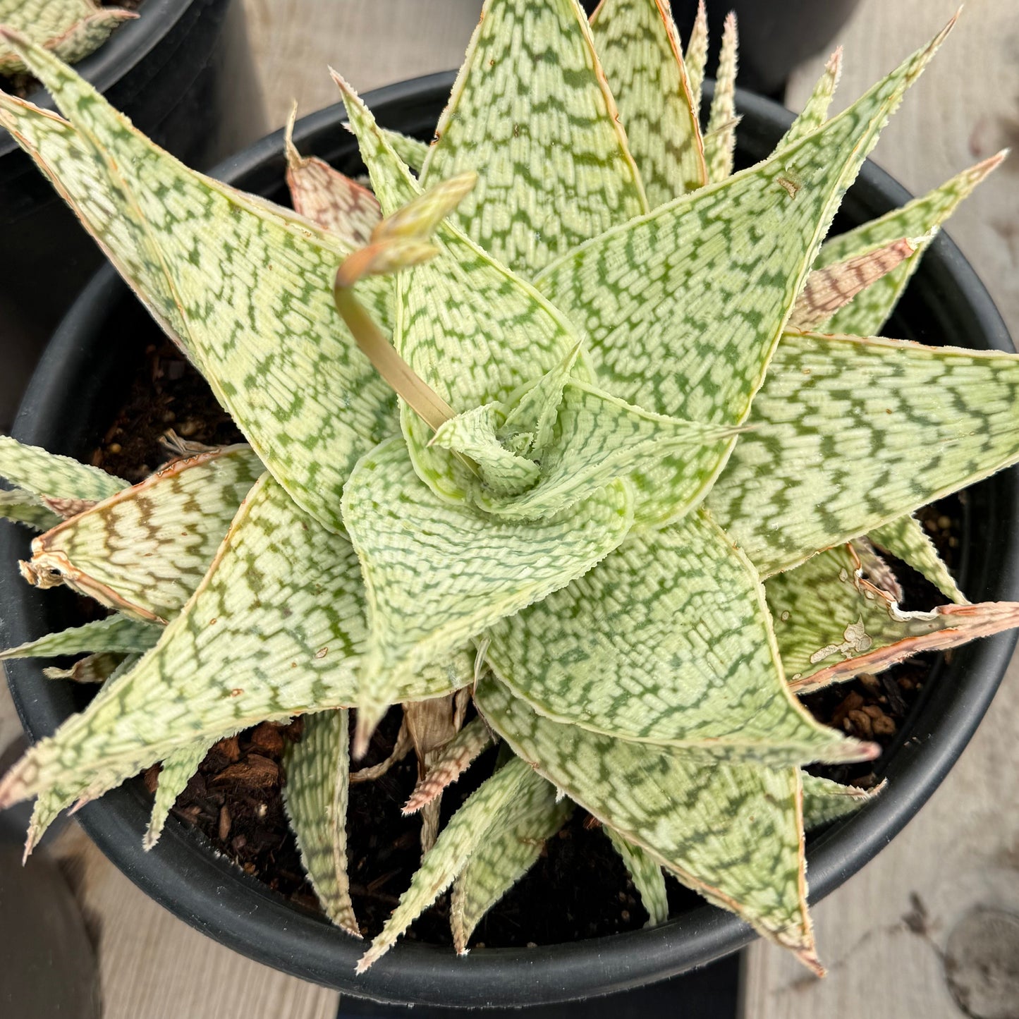 Aloe 'Delta Lights'