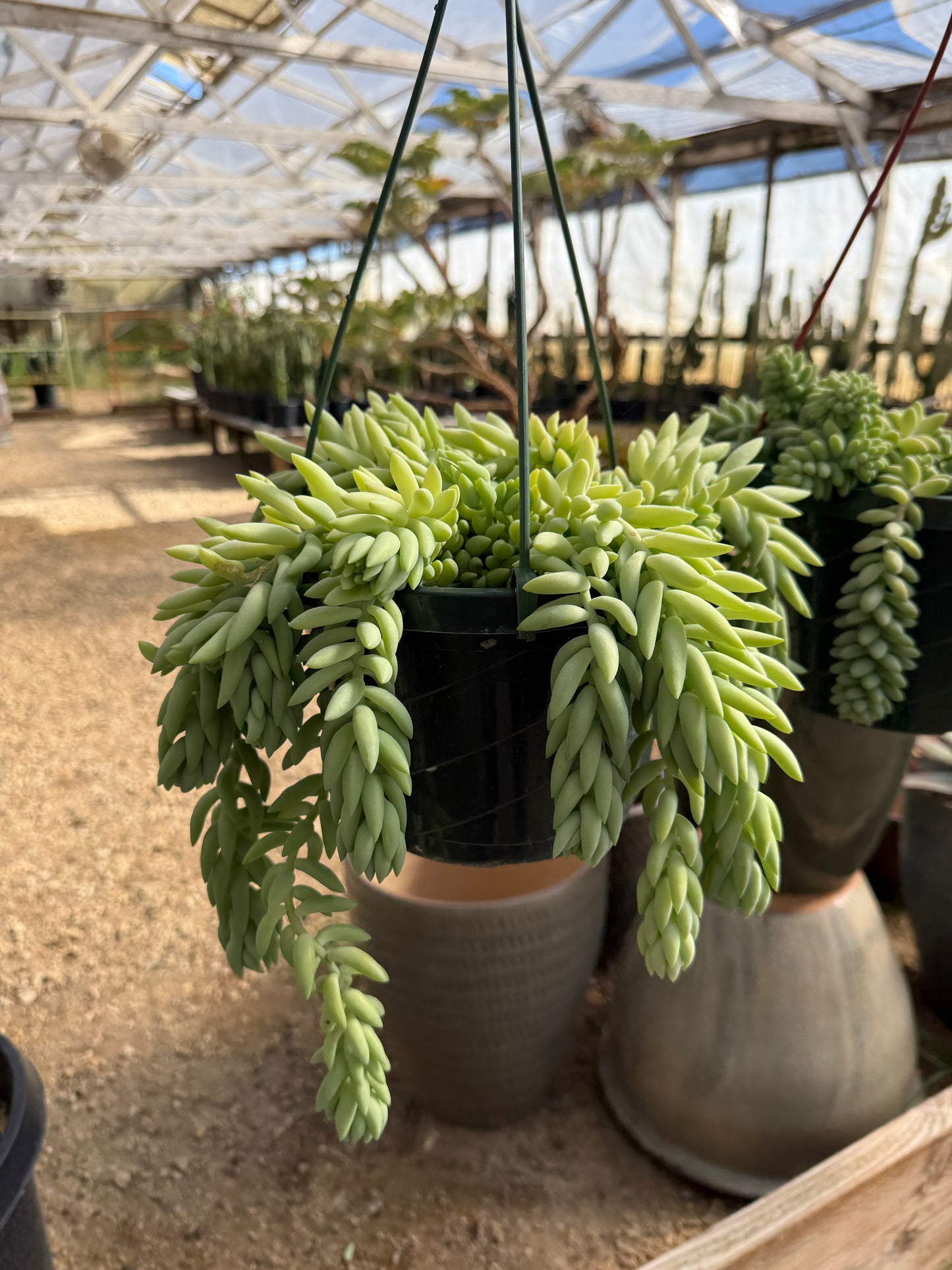 Sedum morganianum