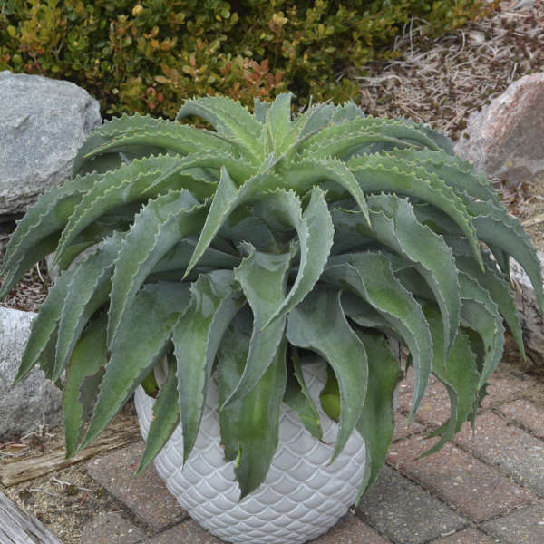 waterfall succulent Mangave 'Falling Waters' – Succulent Gardens