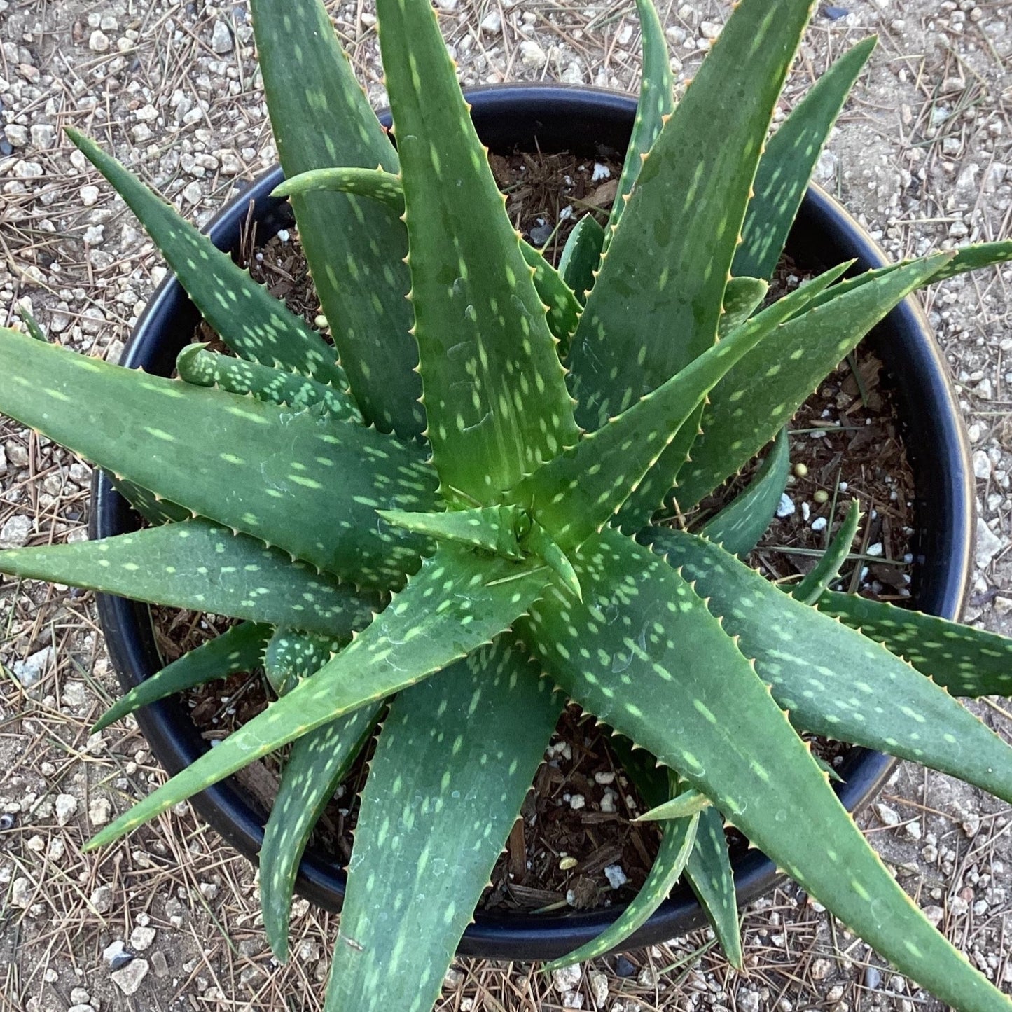Aloe 'Rooikappie'
