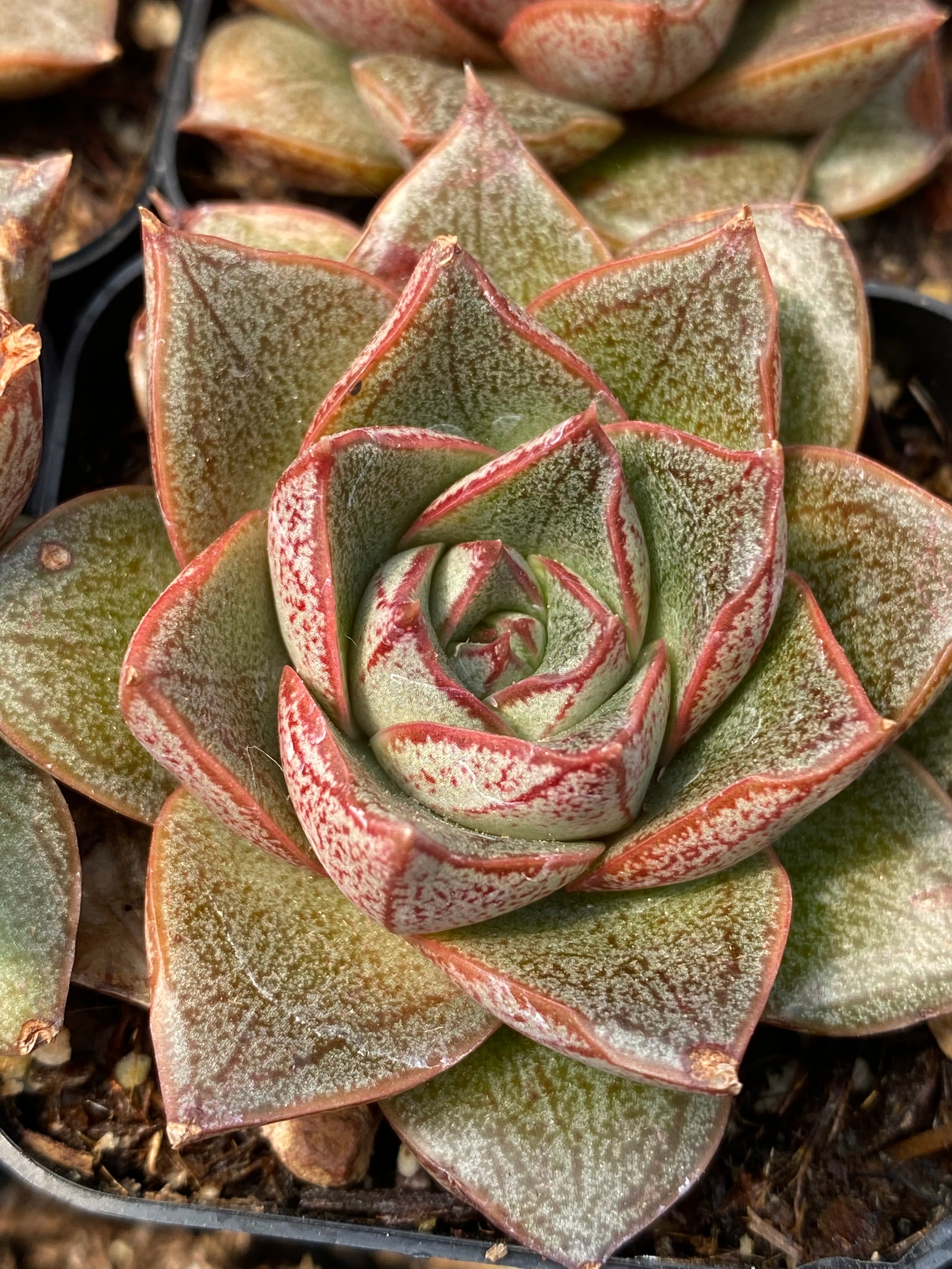 echeveria purpusorum succulent Echeveria purpusorum – Succulent Gardens
