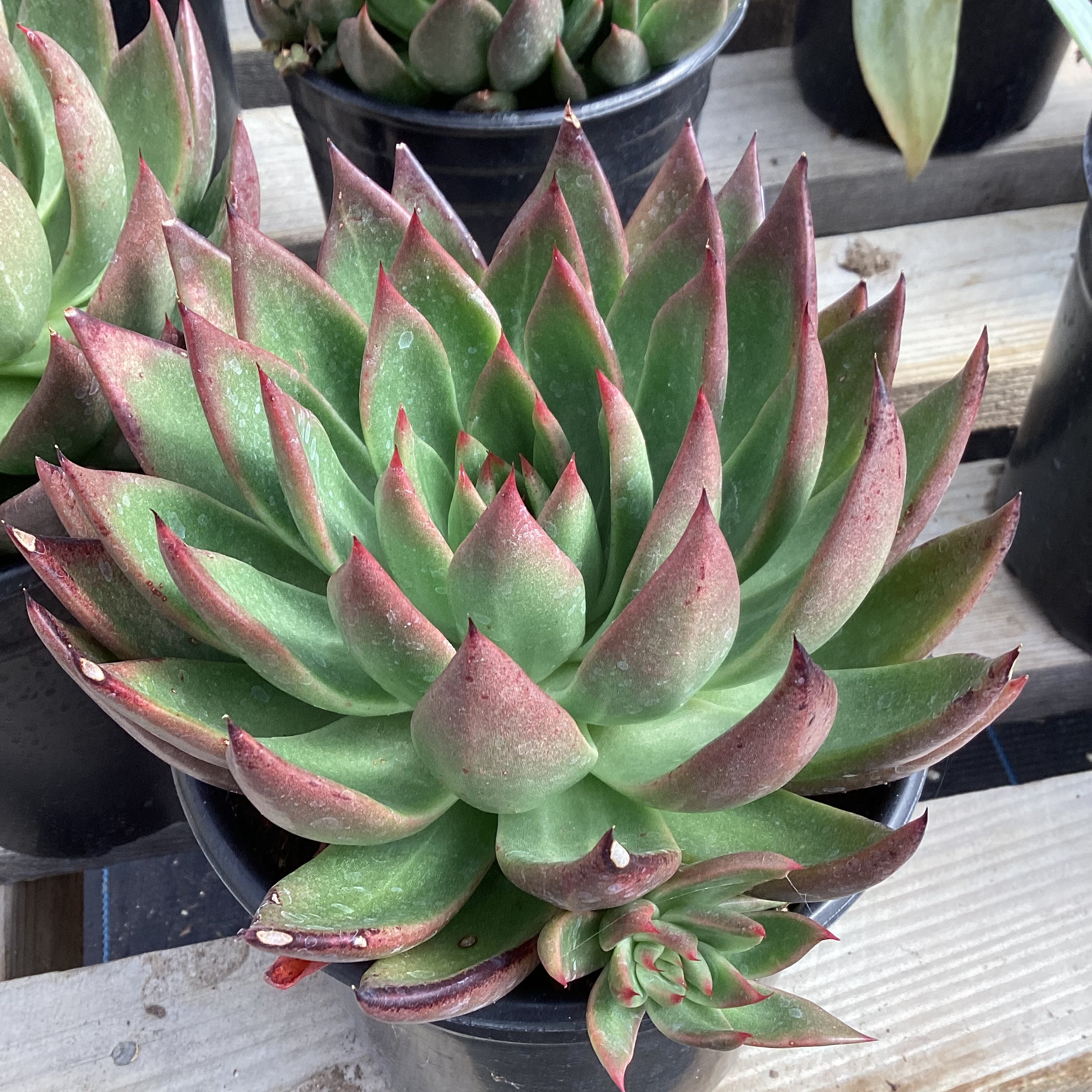 succulent with red tipped leaves Echeveria 'Red Tip' – Succulent Gardens