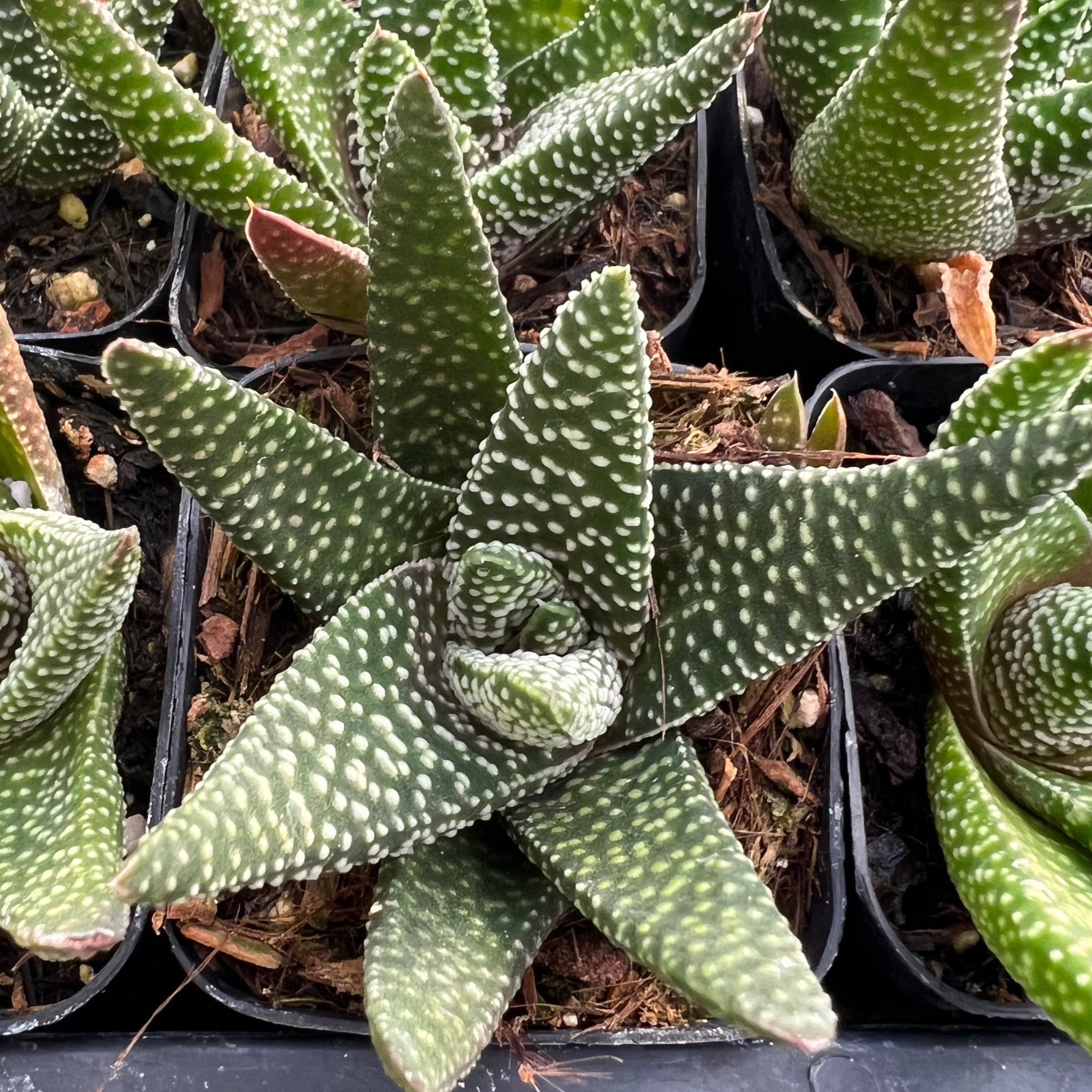 succulent gasteria okavango Gasteria 'Okavango' – Succulent Gardens