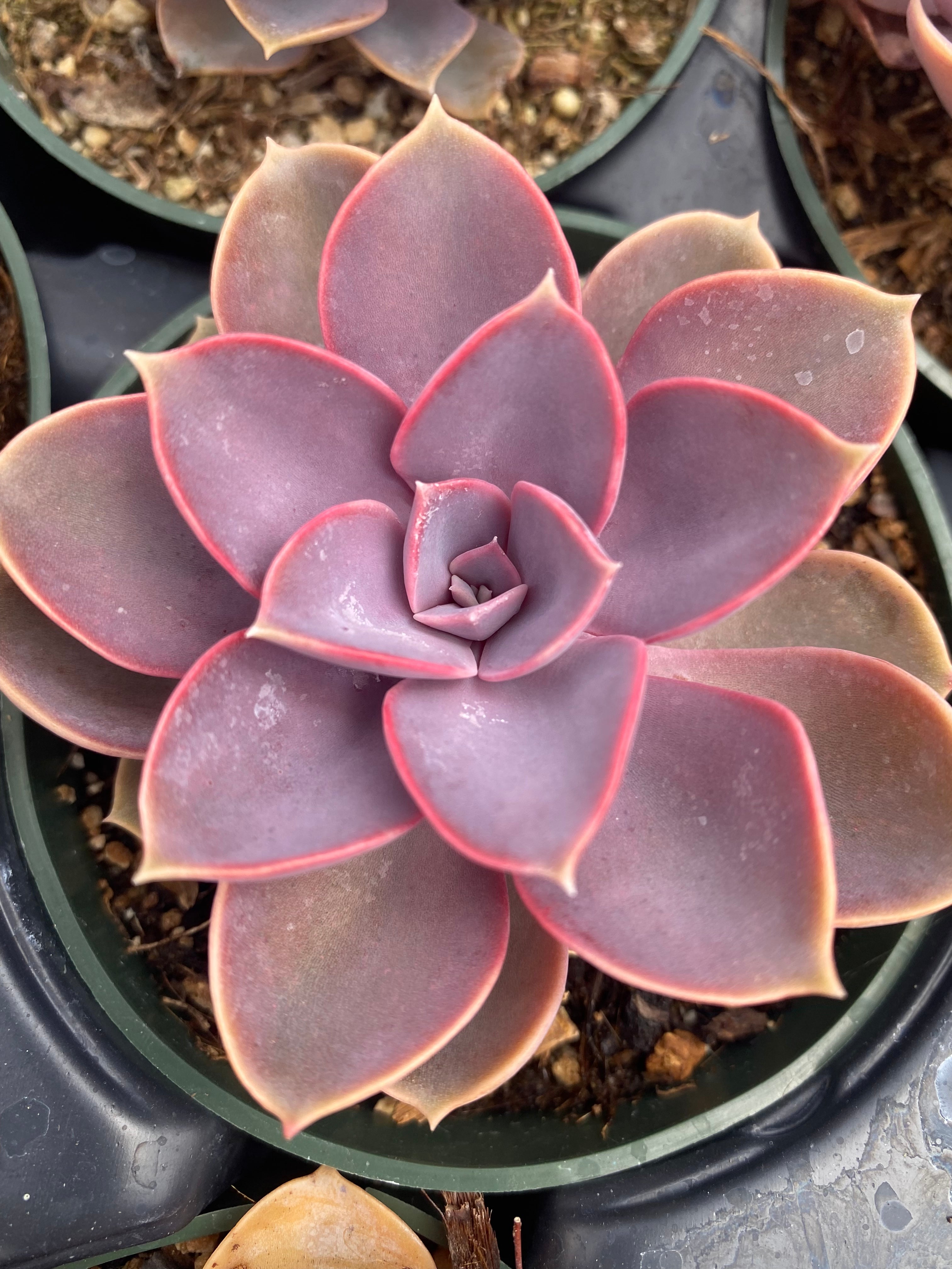 succulents purple Echeveria 'Purple Pearl' – Succulent Gardens
