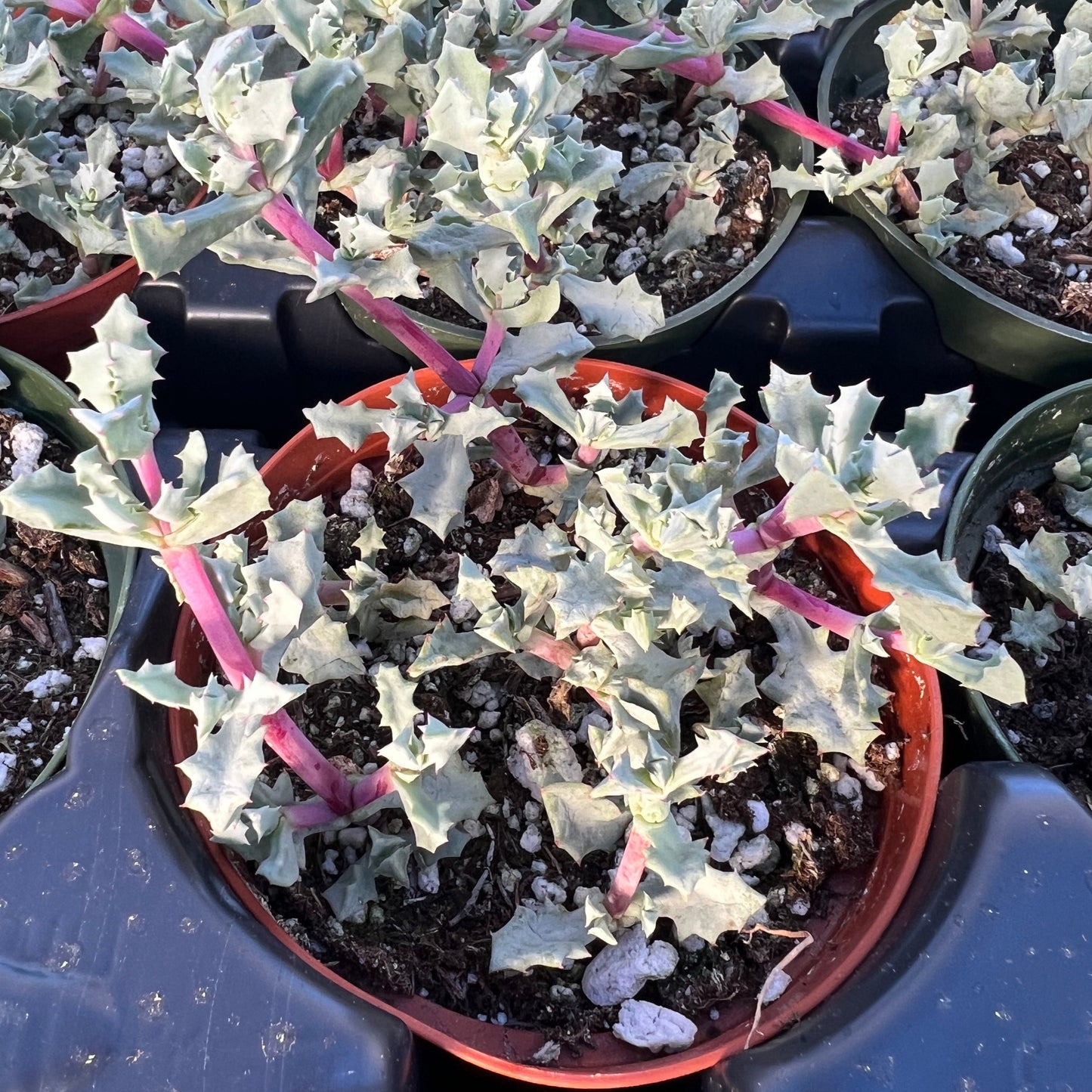 Oscularia deltoides (lampranthus)