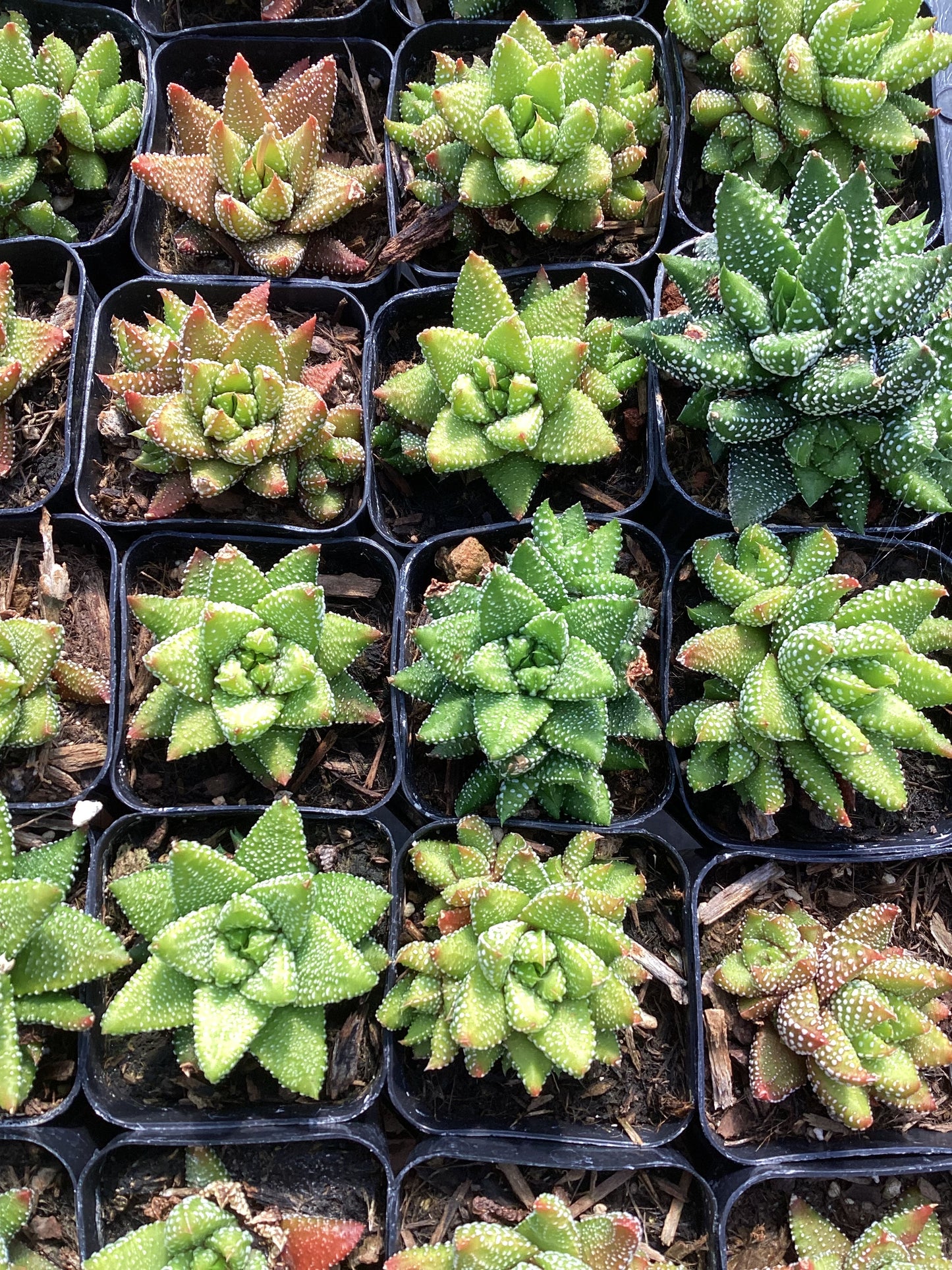 Haworthia 'Enon'