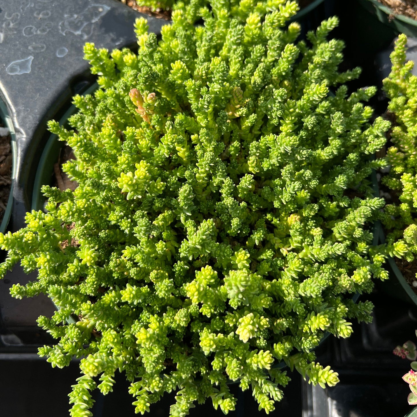 Sedum acre 'Aureum'