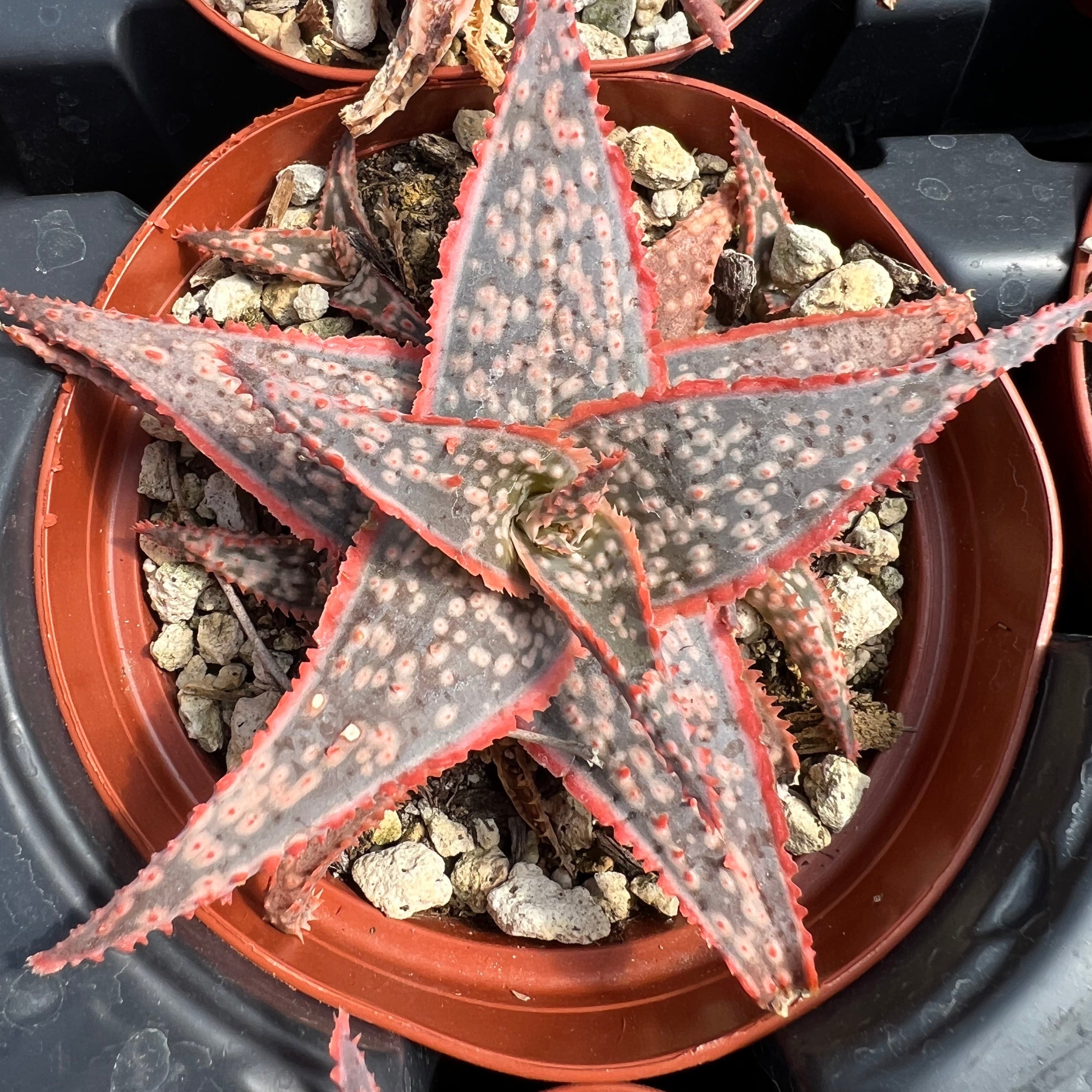red star succulent Aloe 'Bright Star' – Succulent Gardens
