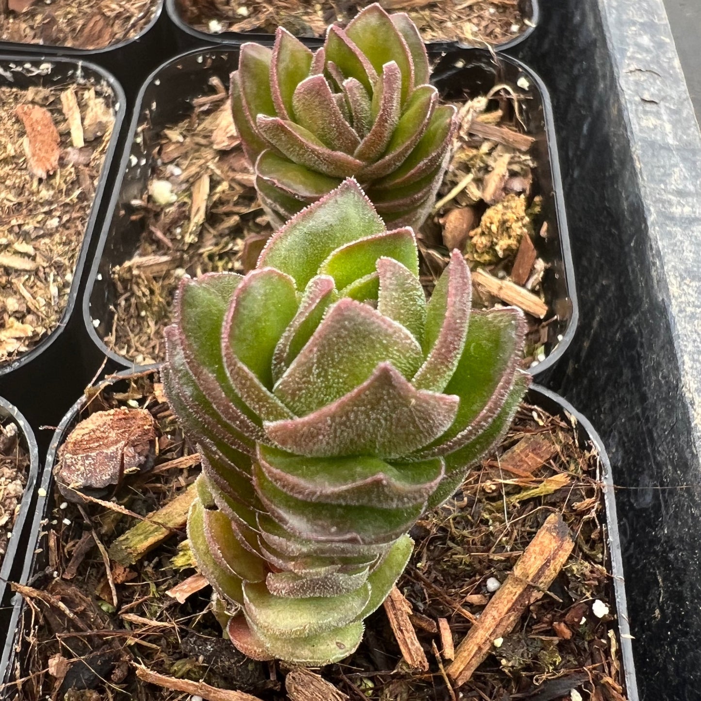 Crassula 'Buddha's Temple'