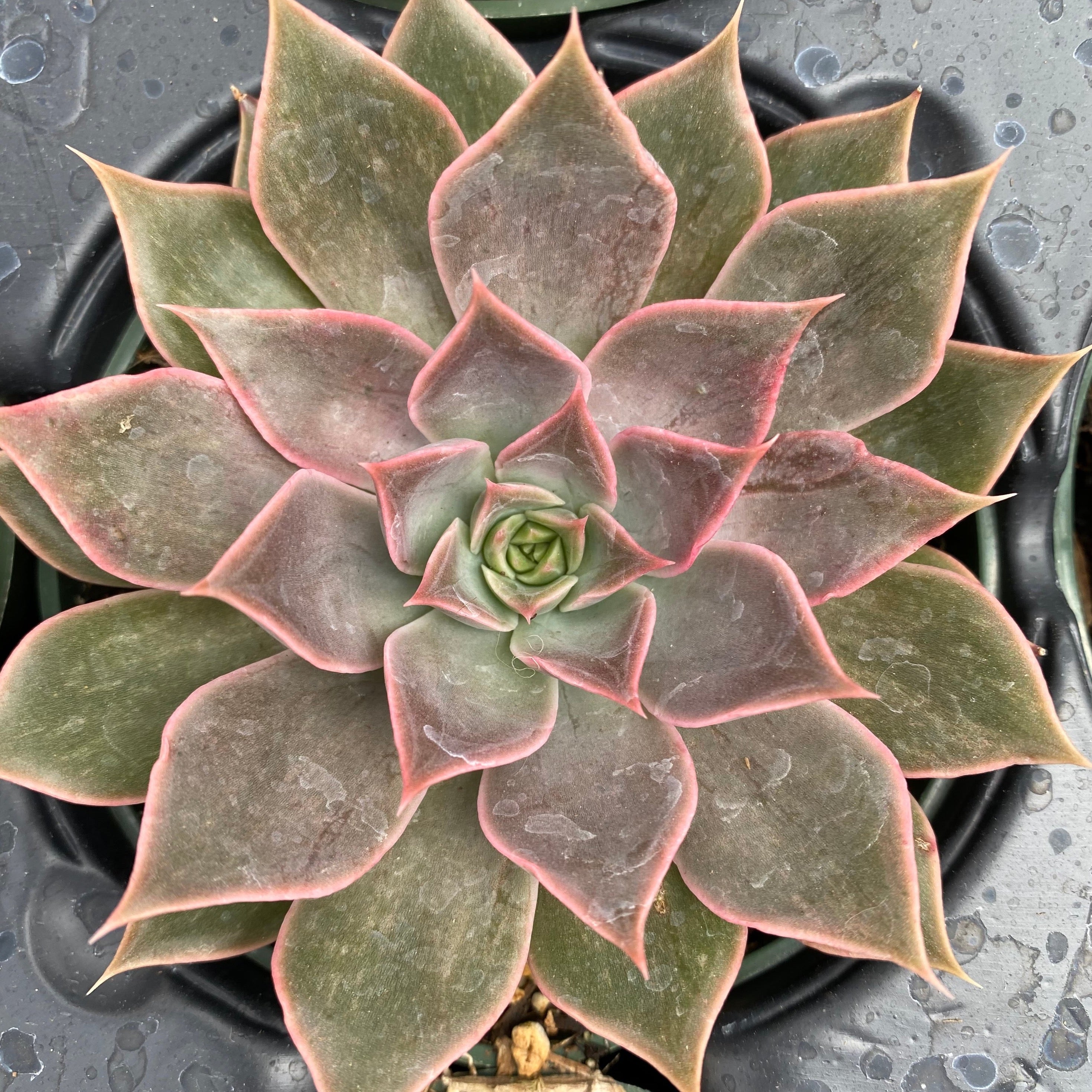 mensa succulent Echeveria mensa – Succulent Gardens