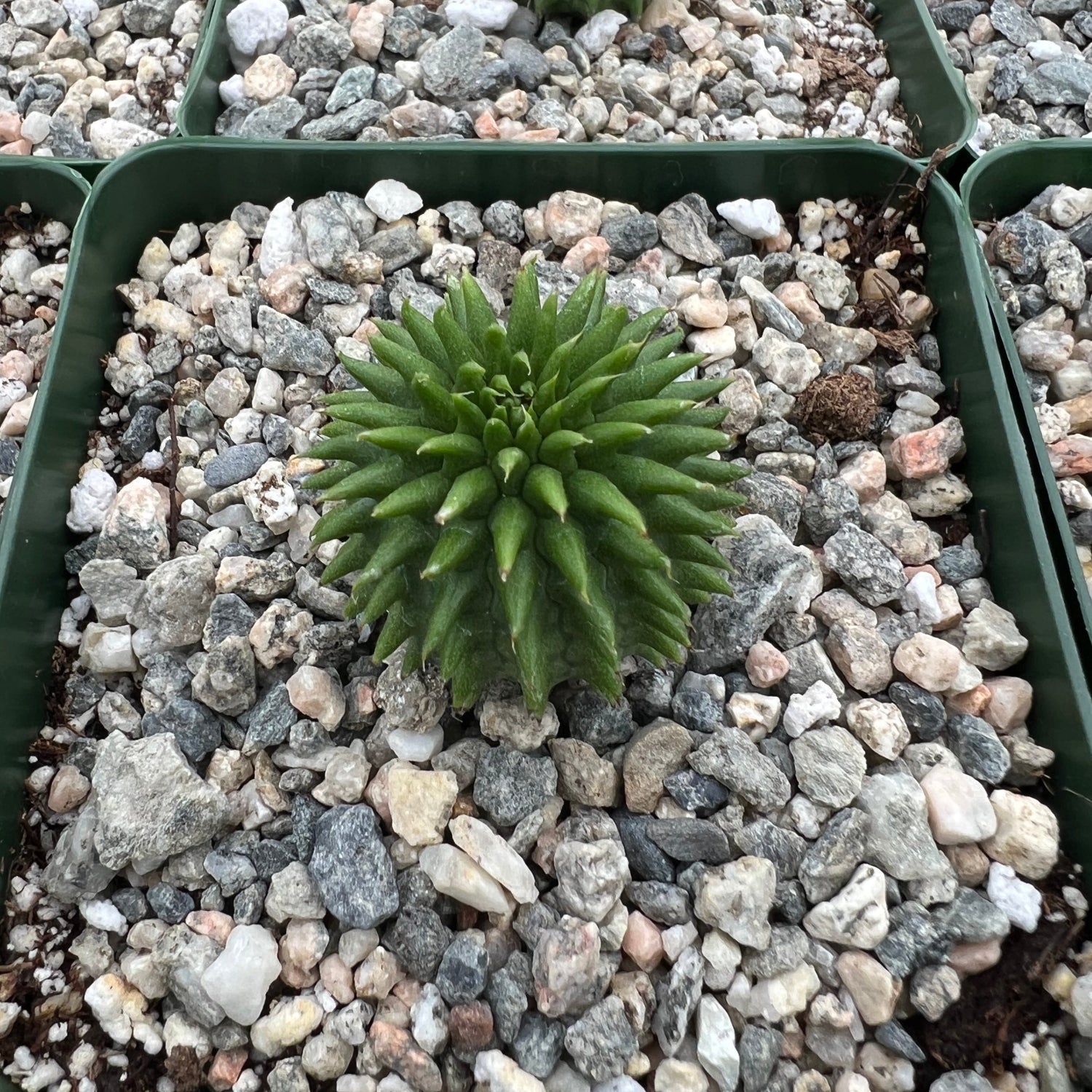 Euphorbia suzannae
