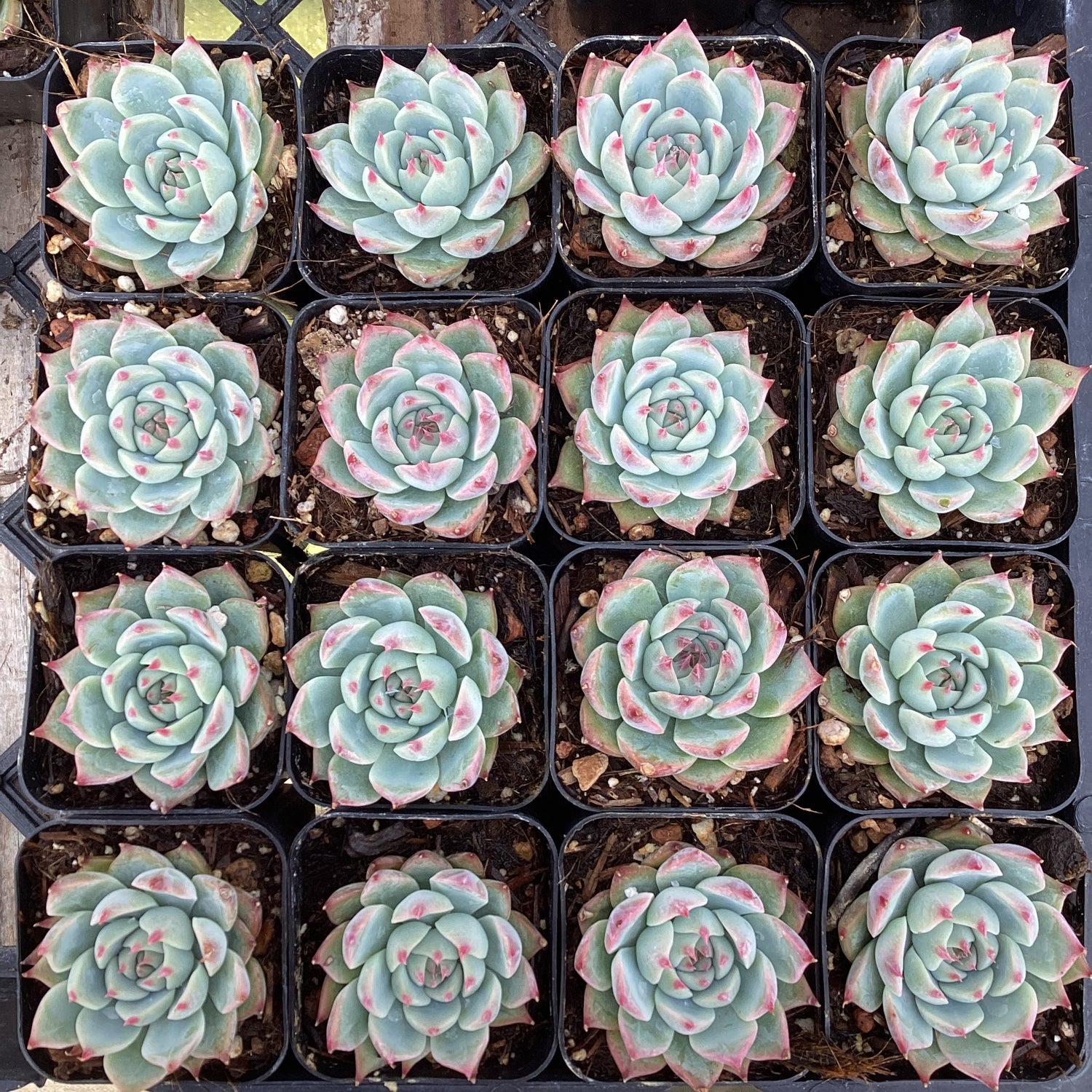Echeveria chihuahensis