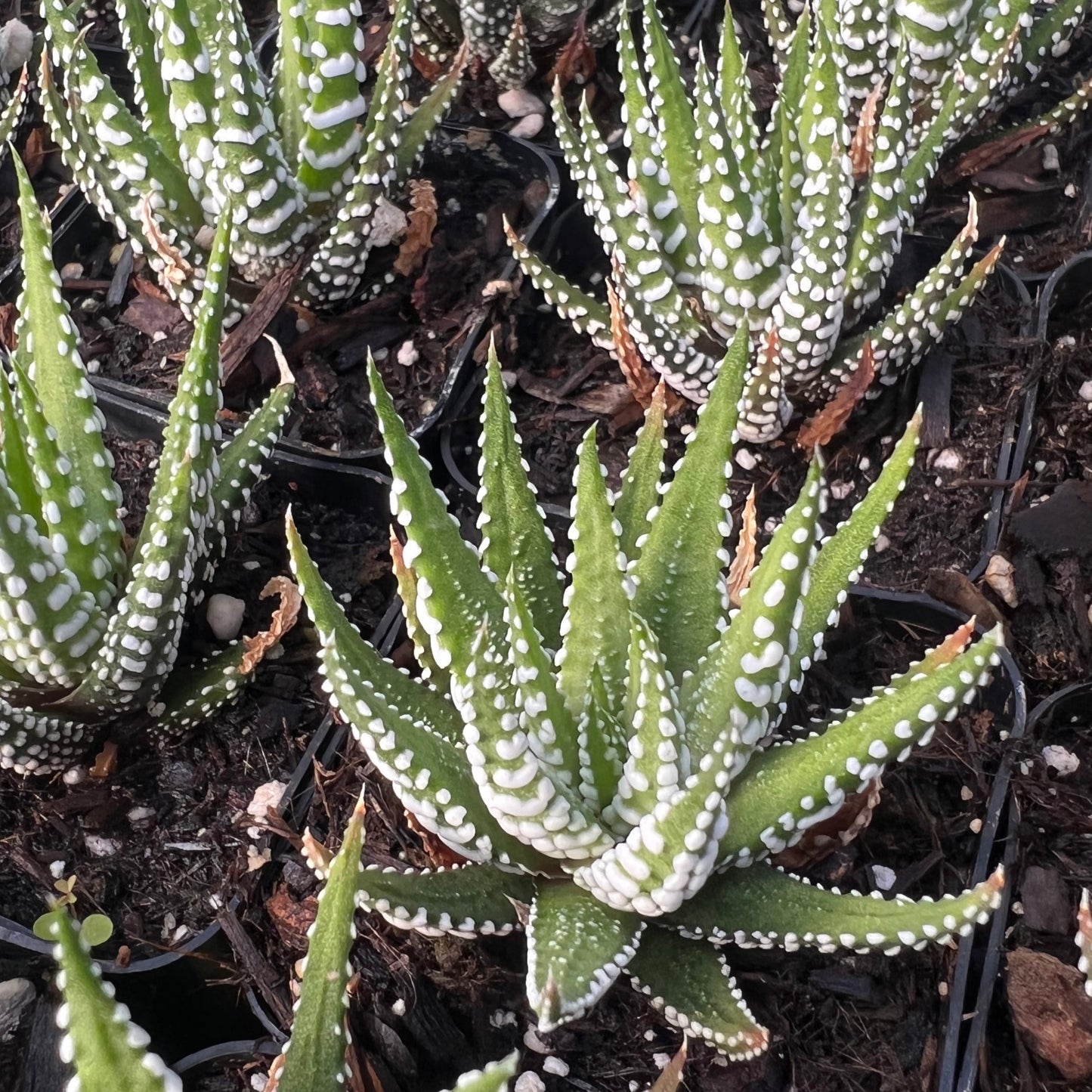 Haworthia fasciata