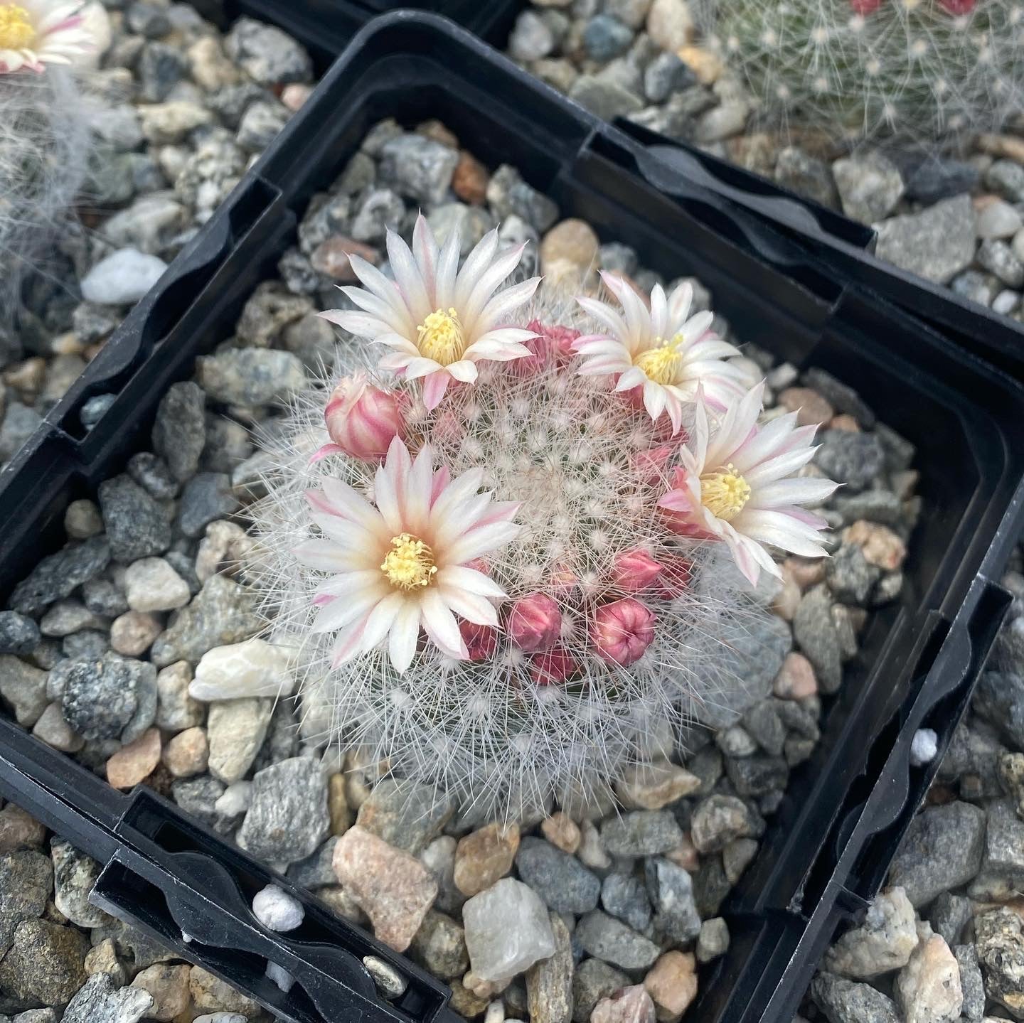 Mammillaria schwarzii – Succulent Gardens