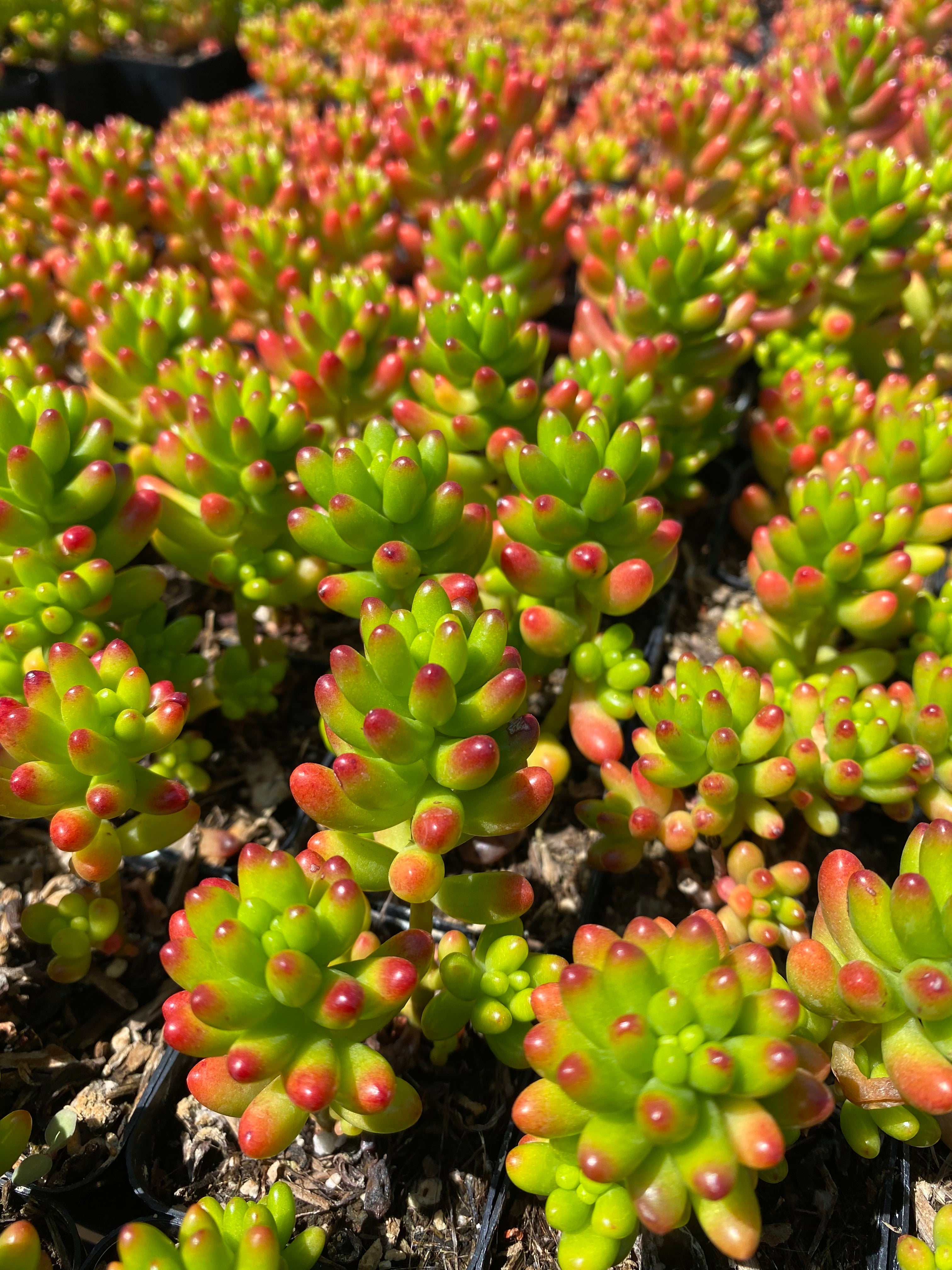 pork and beans succulent plant Sedum rubrotinctum – Succulent Gardens