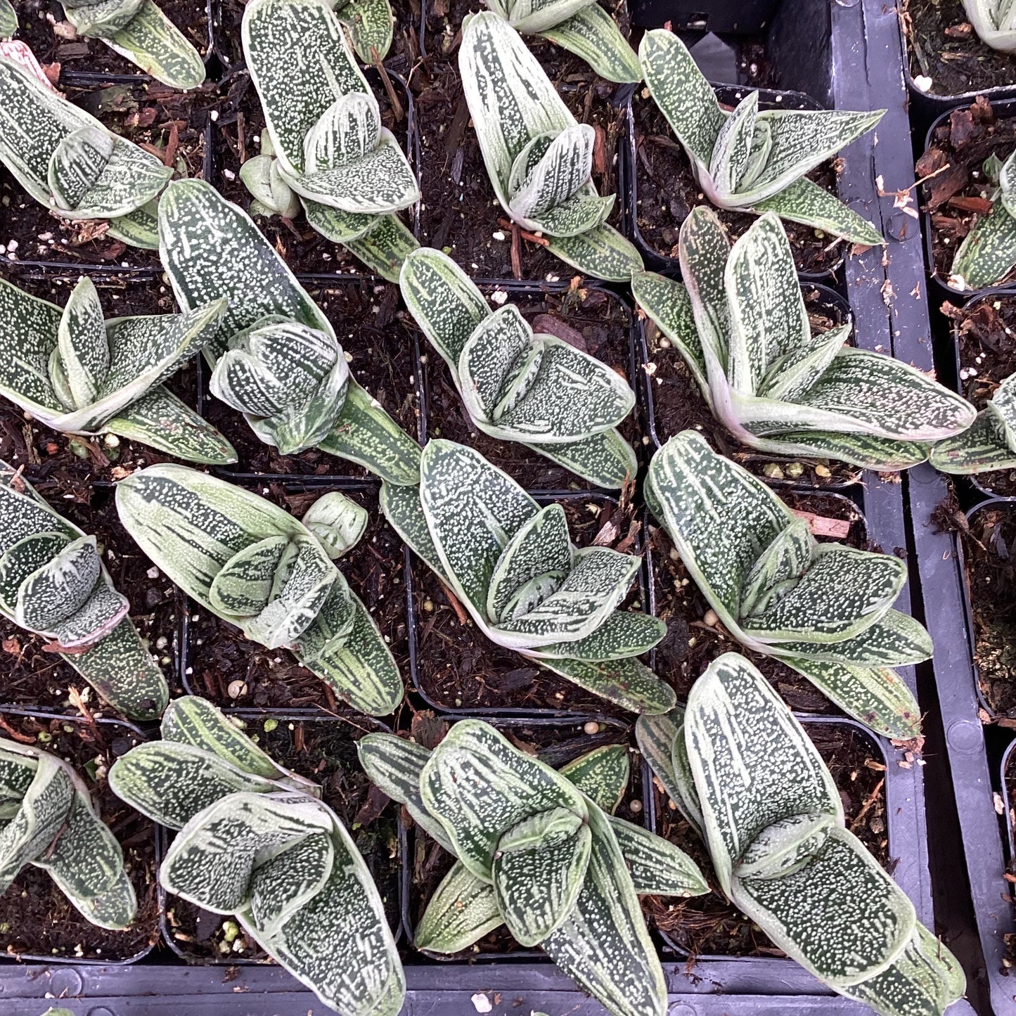 Gasteria 'Little Warty'