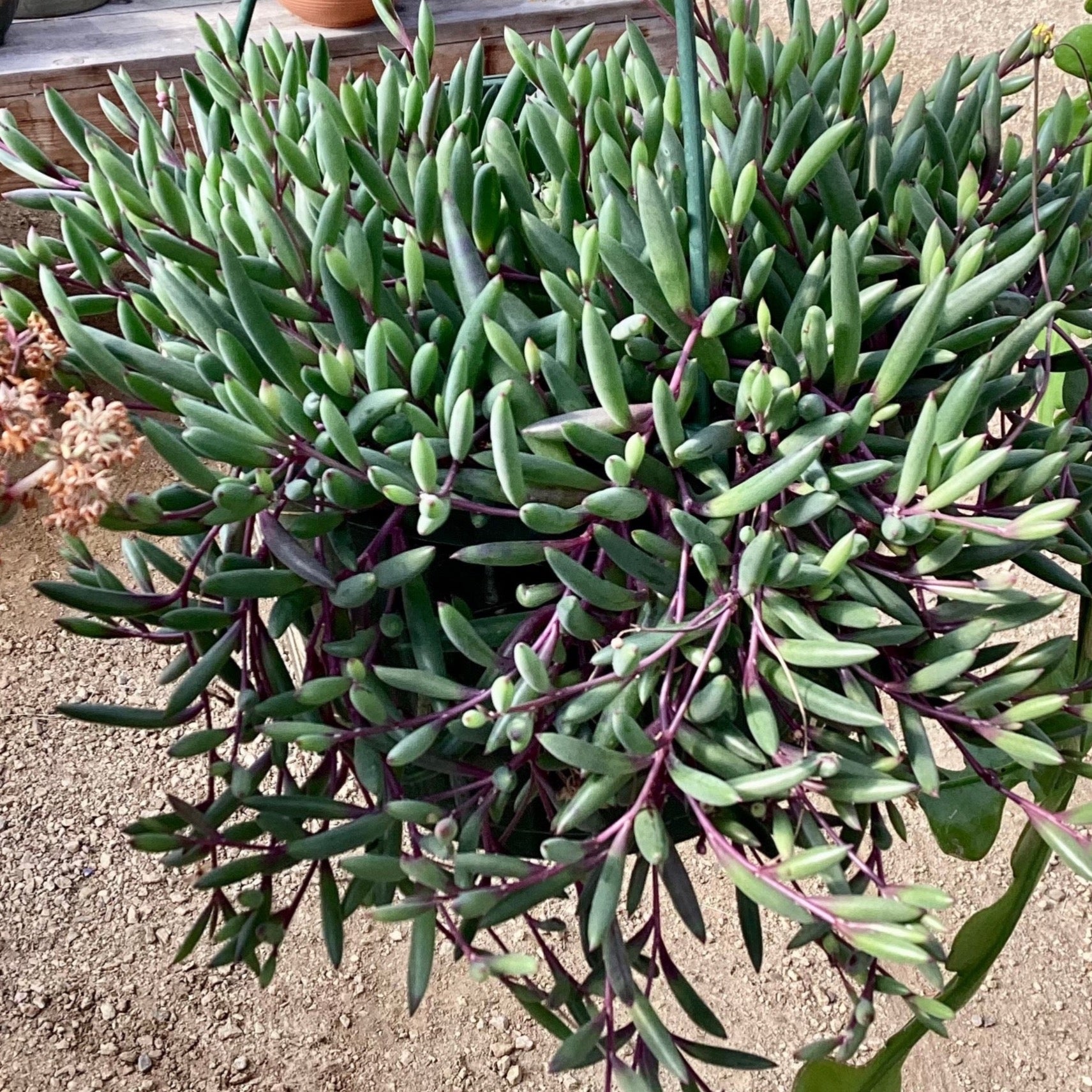 othonna succulent Othonna capensis – Succulent Gardens