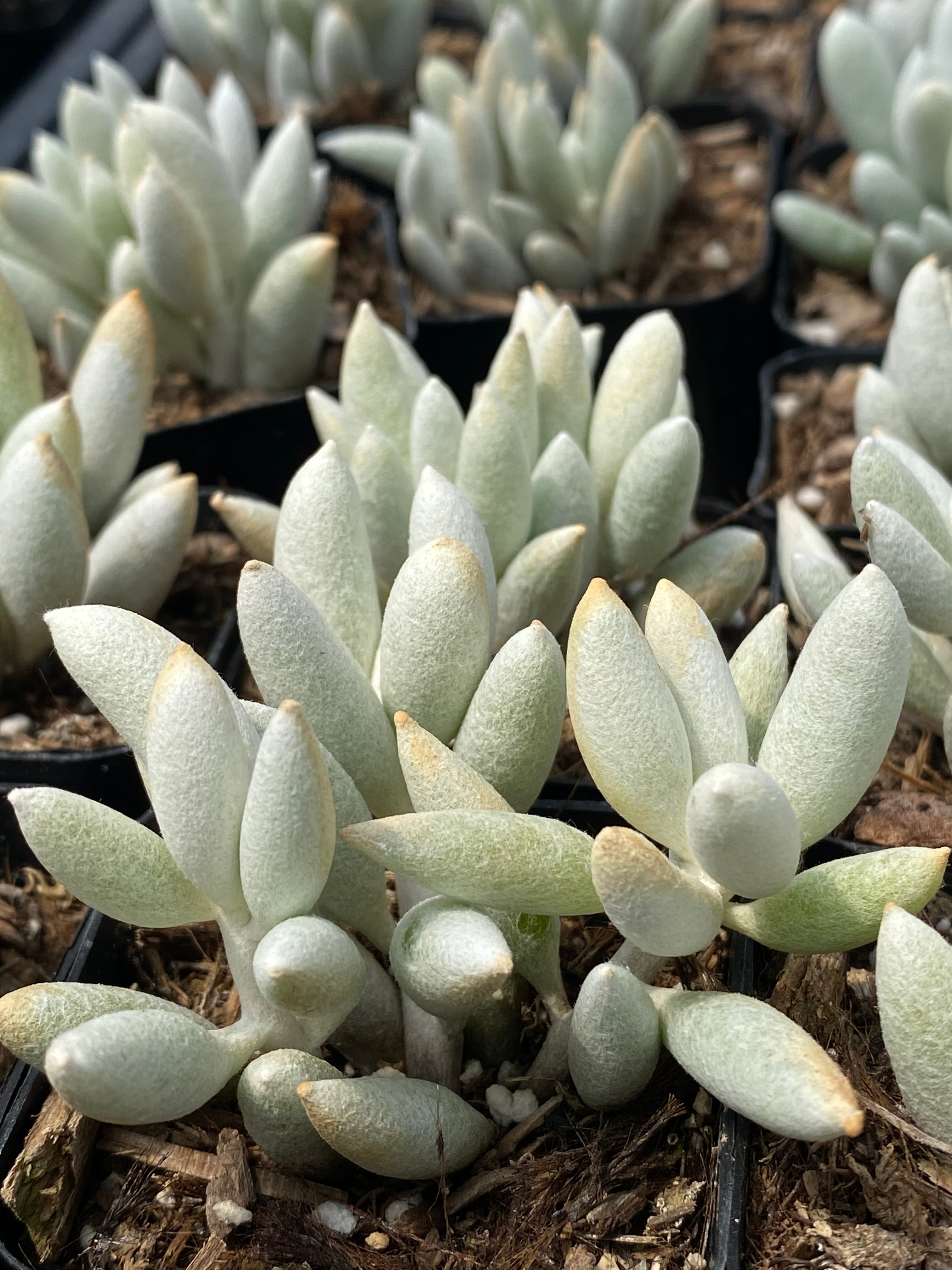 woolly senecio succulent Senecio haworthii – Succulent Gardens
