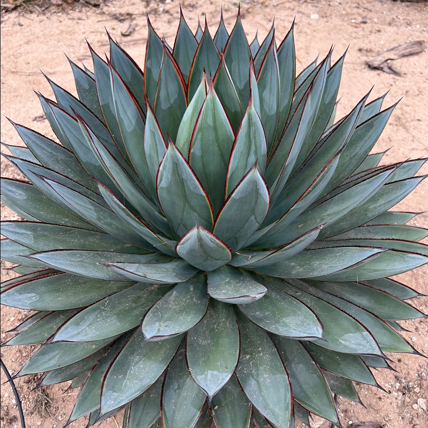 Agave 'Blue Glow'