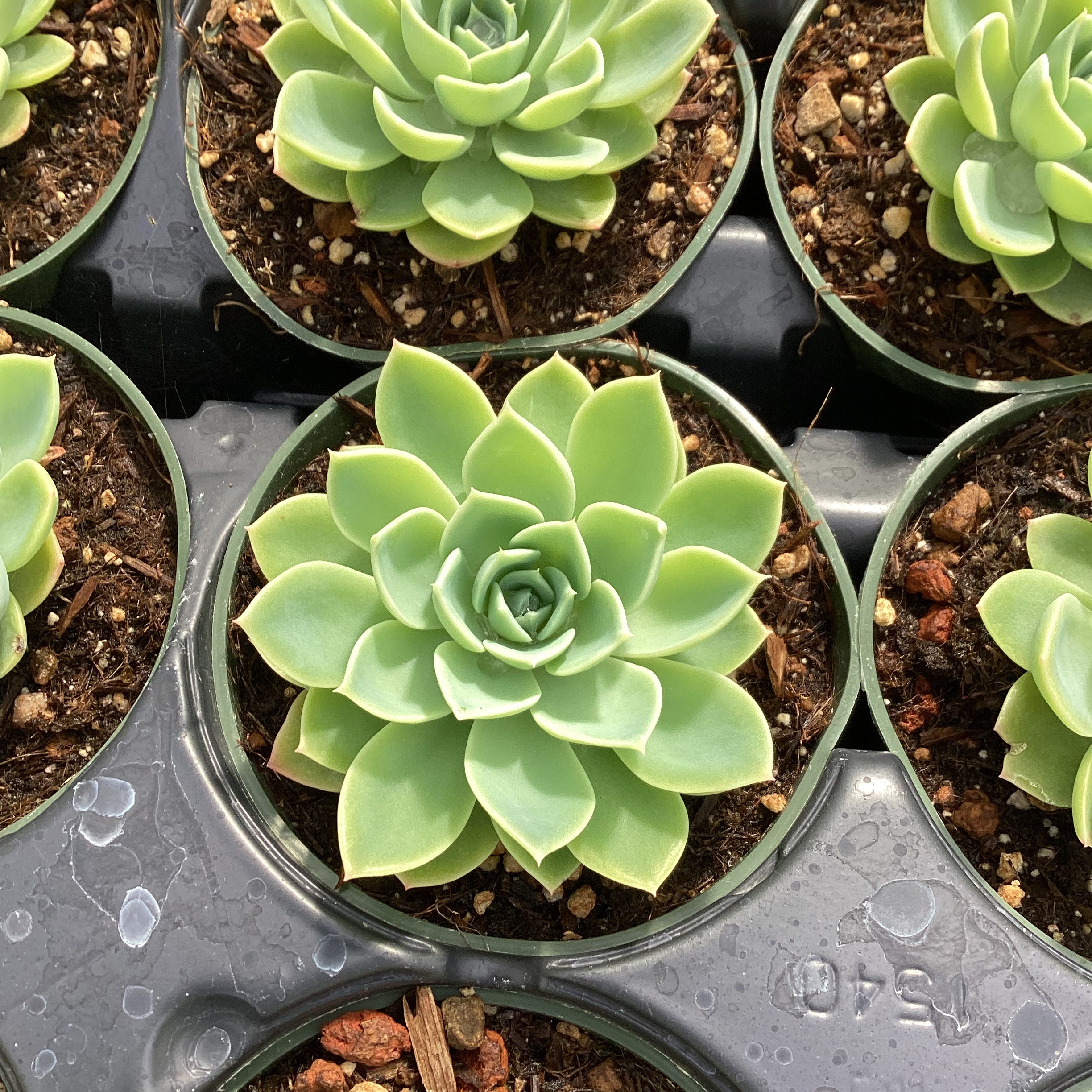 echeveria succulents bluish green Echeveria 'Blue Atoll' – Succulent Gardens
