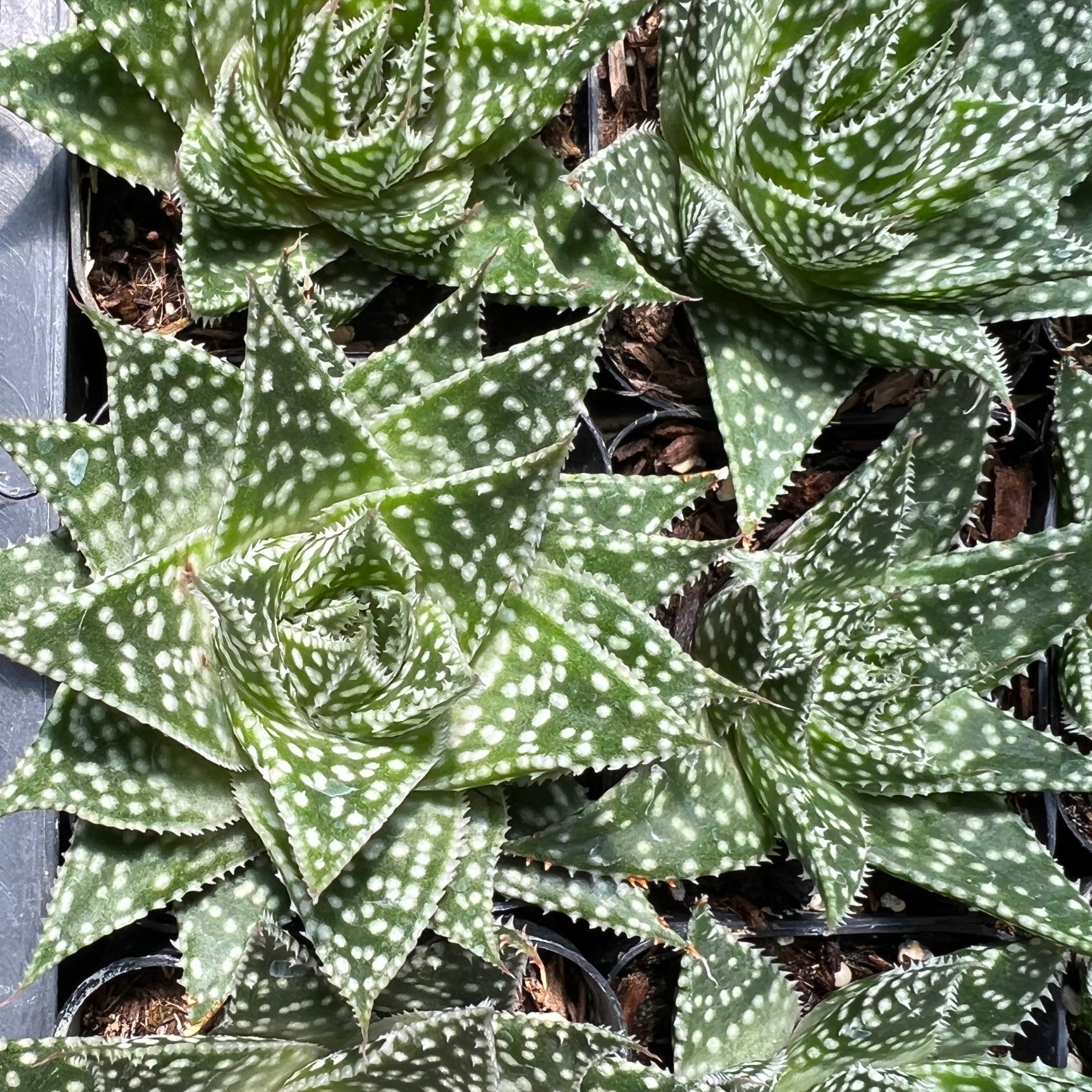 Gasteria 'Durban' Succulent Gardens