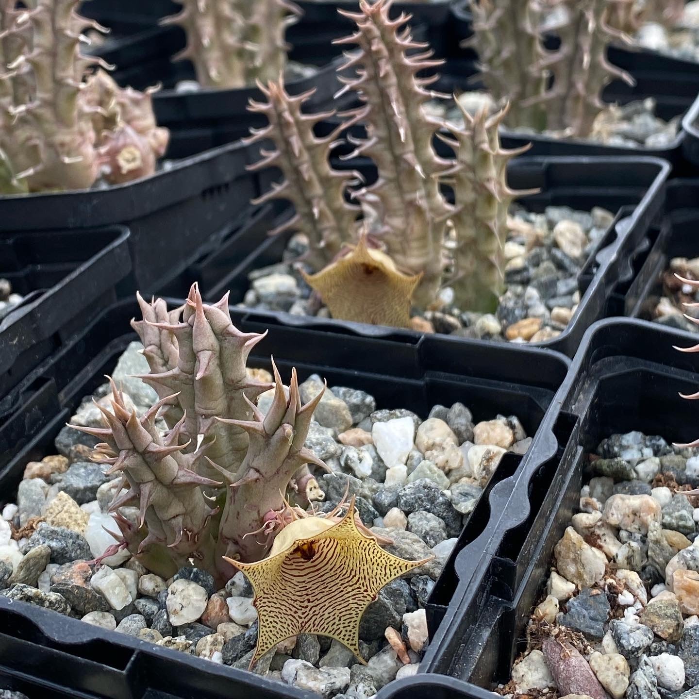 arabica succulent Huernia saudi-arabica – Succulent Gardens
