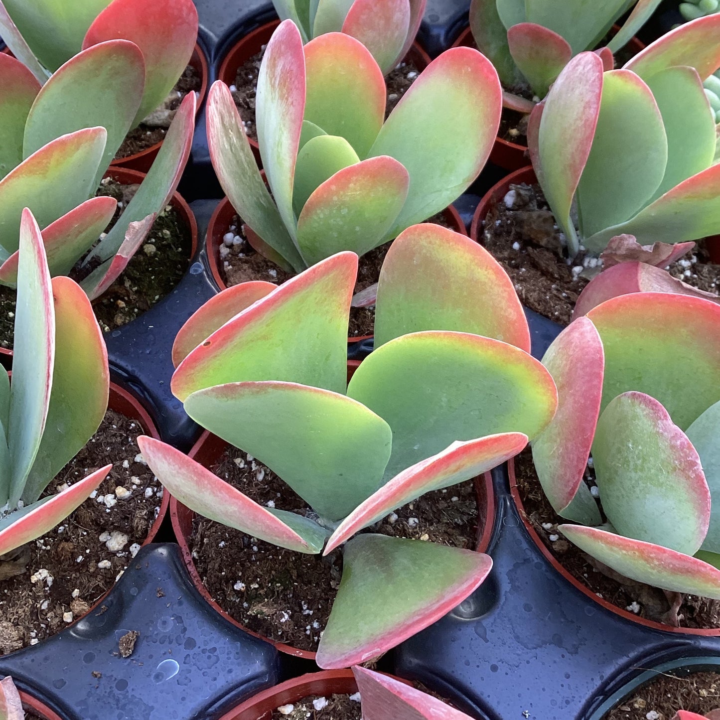 Kalanchoe luciae