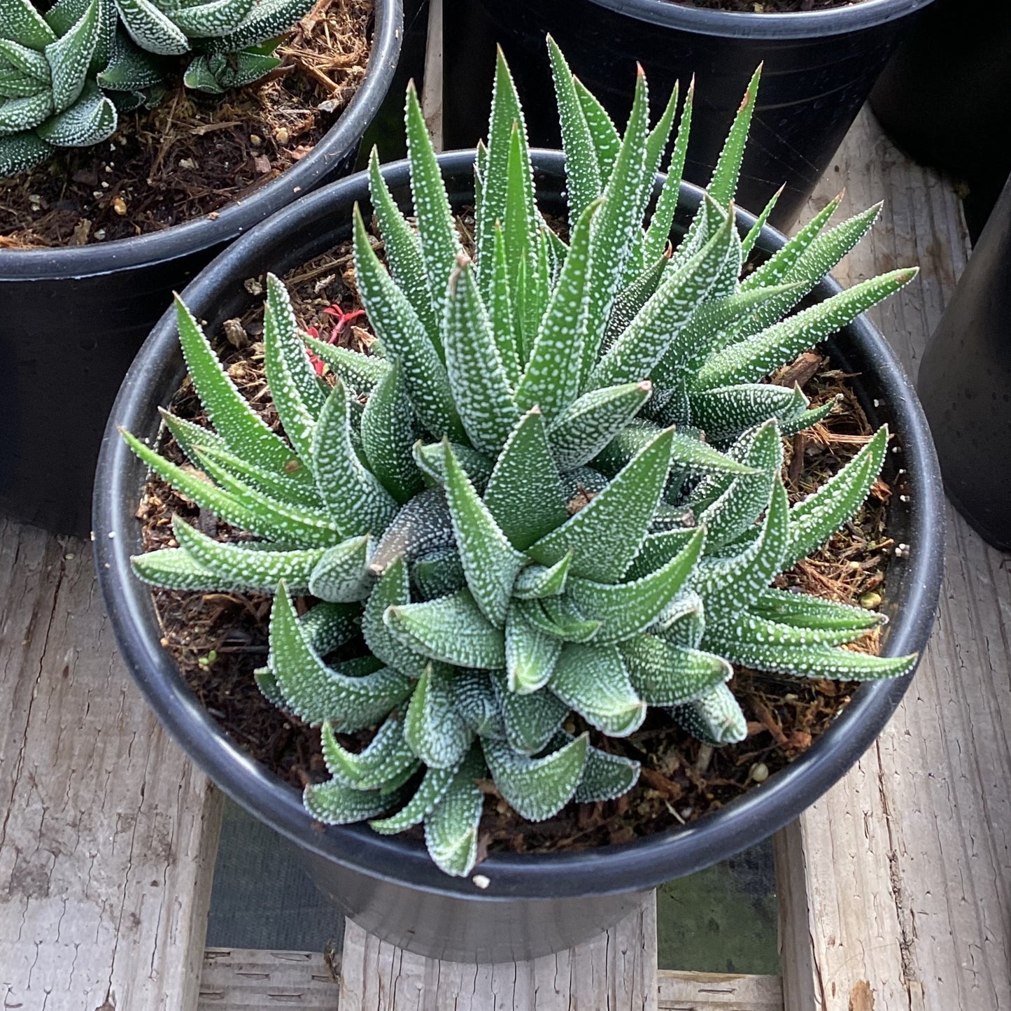 Haworthia 'Concolor'