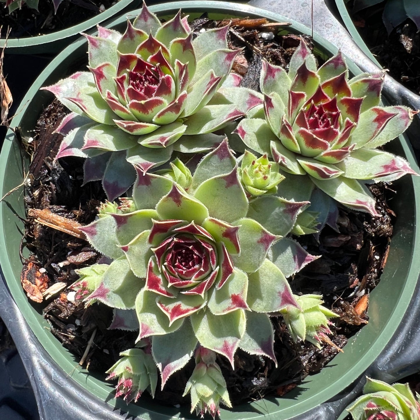Sempervivum calcareum
