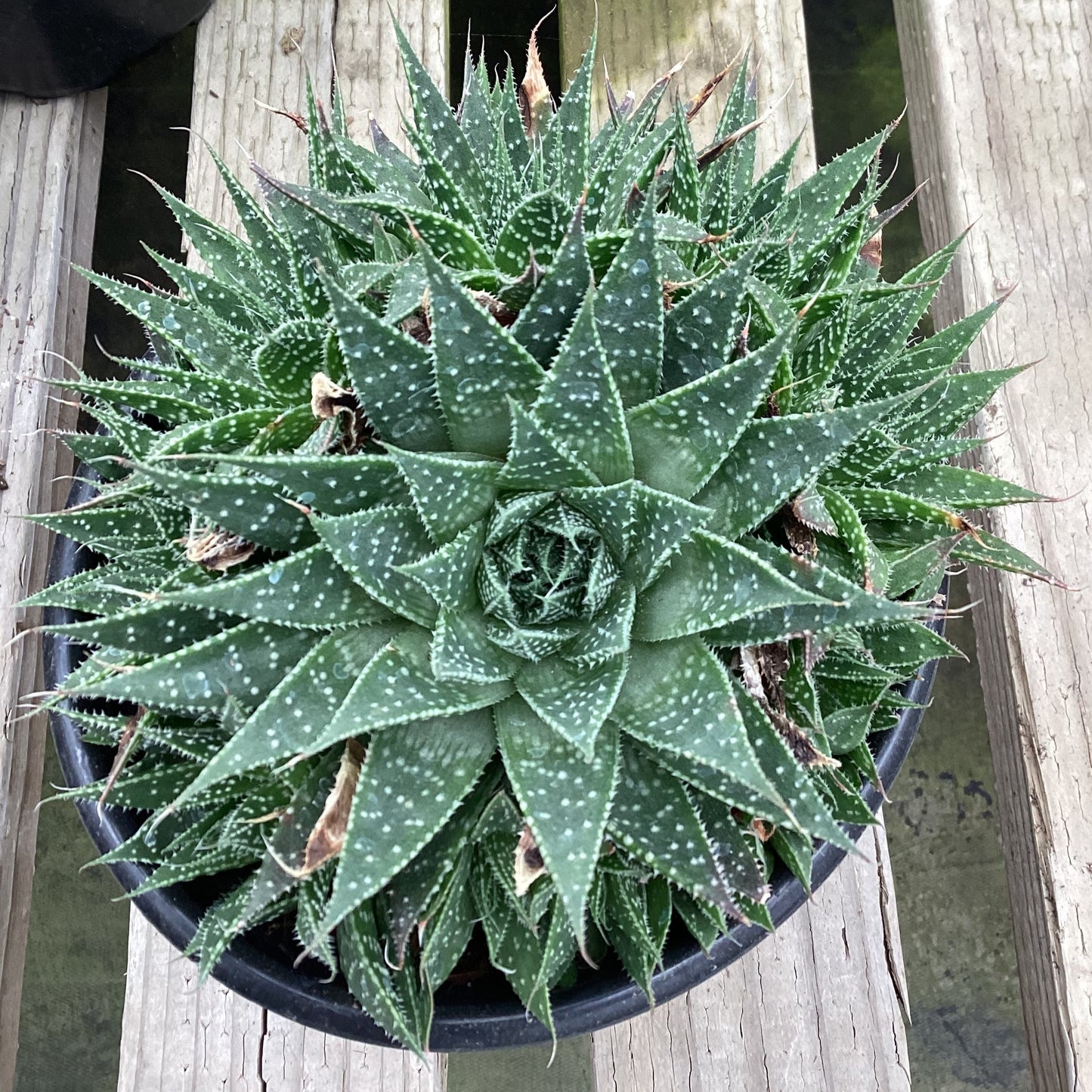 Aloe aristata