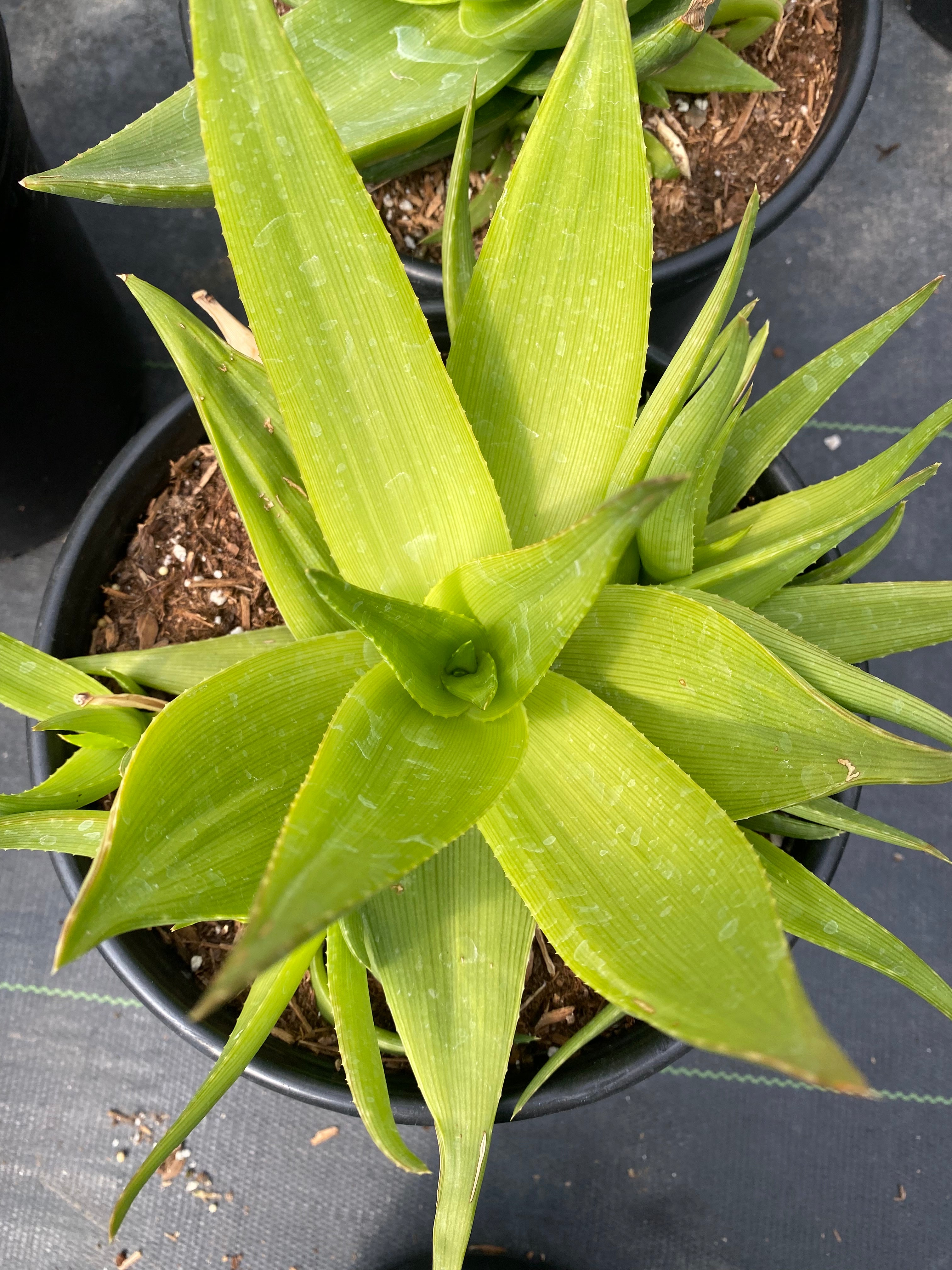 Aloe deltoideodonta var. candicans  Succulent Gardens