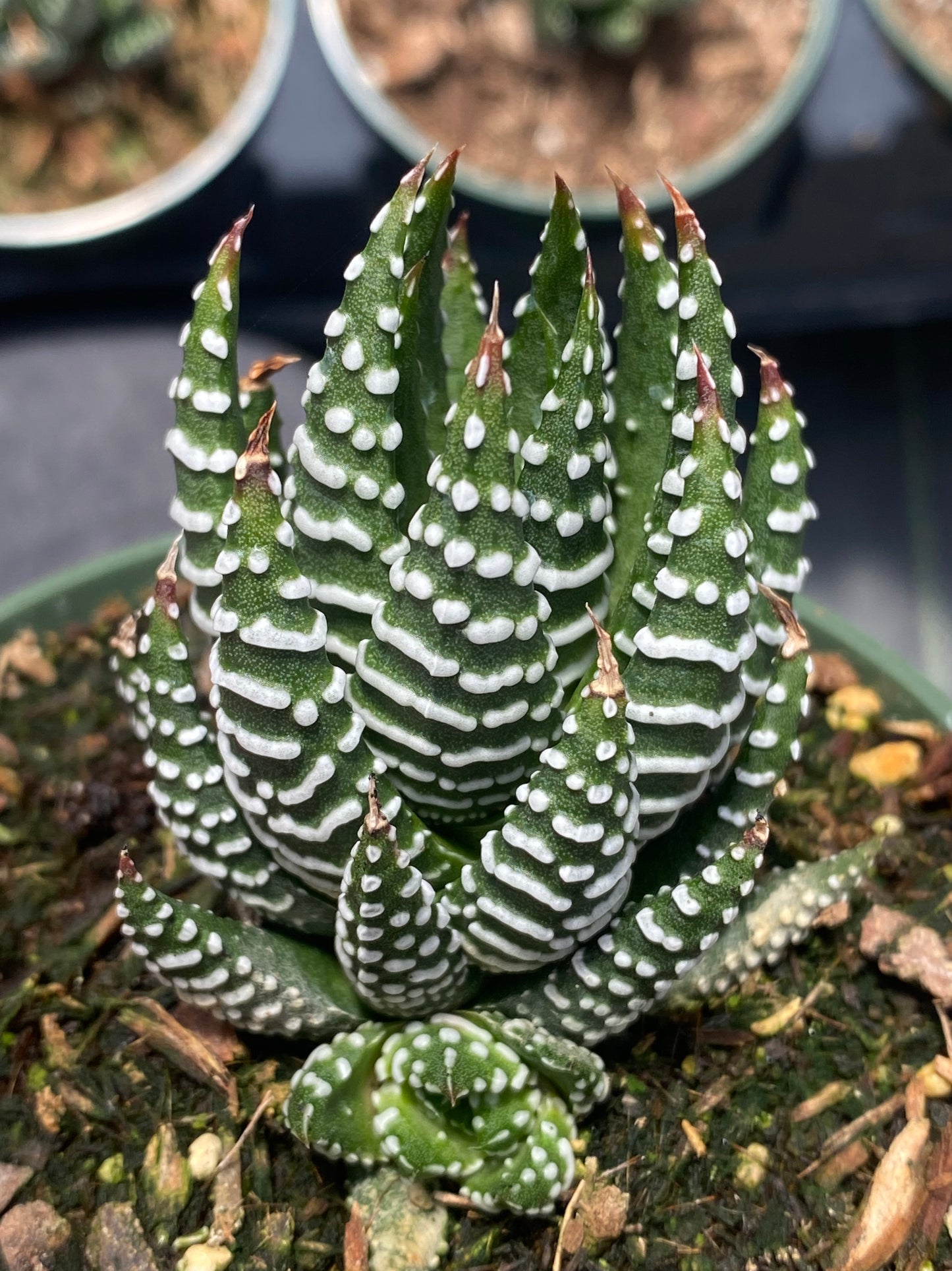 Haworthia coarctata