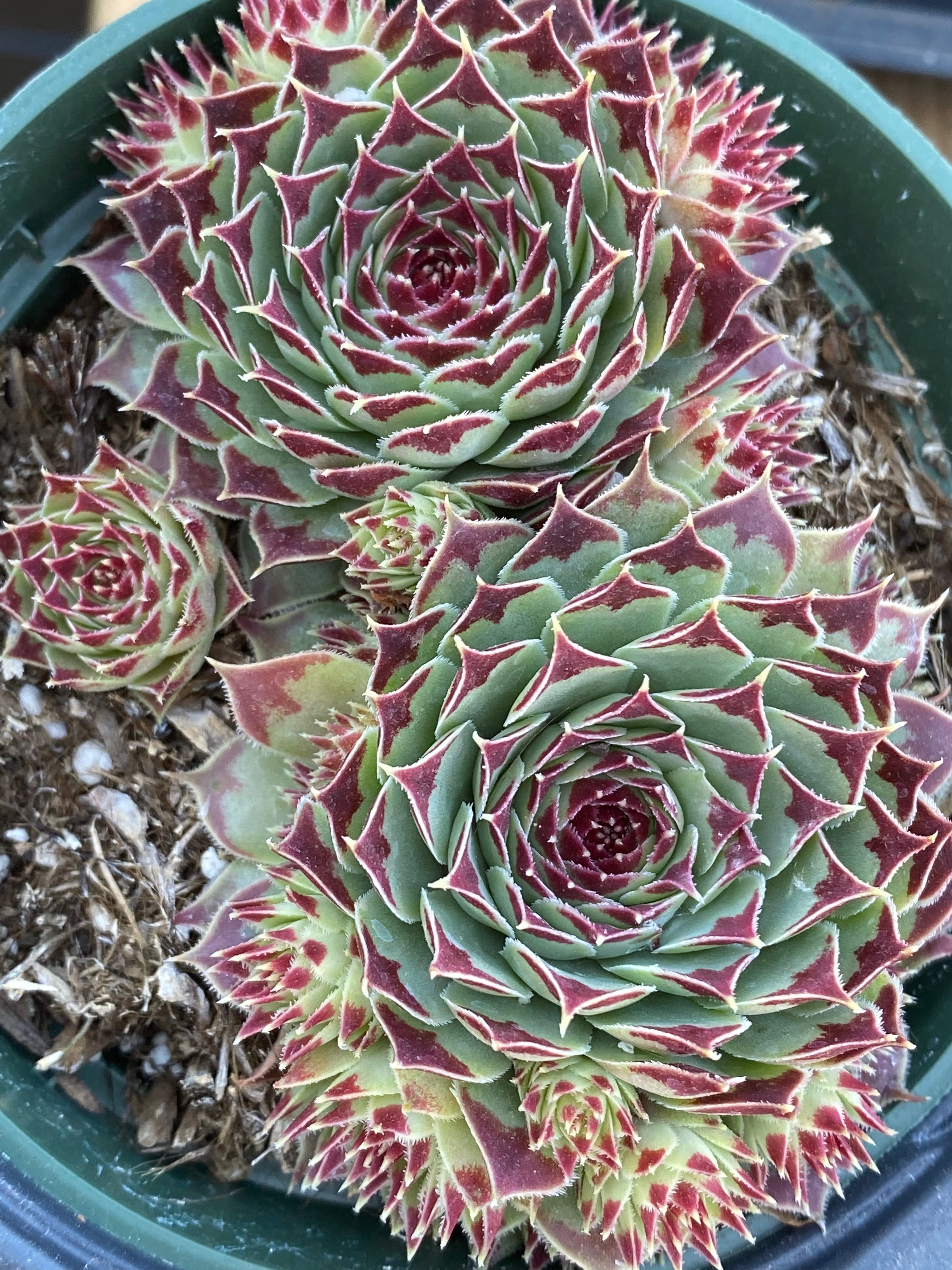 sempervivum tectorum succulent Sempervivum calcareum var tectorum – Succulent Gardens