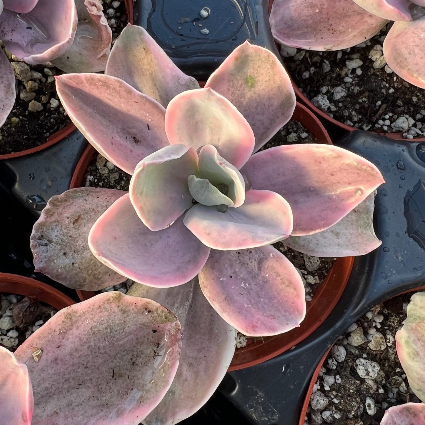 Echeveria 'Decora'