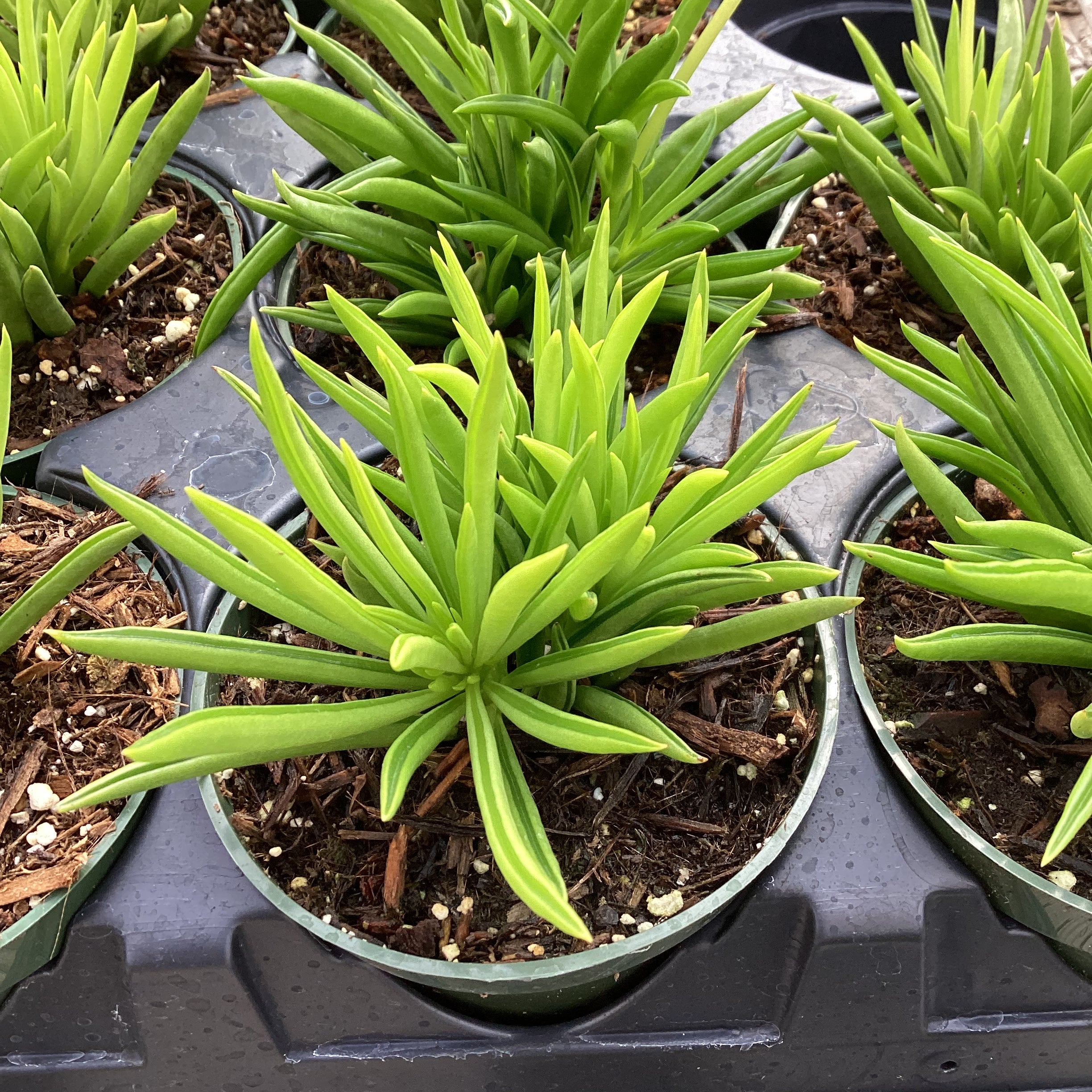 Peperomia ferreyae – Succulent Gardens