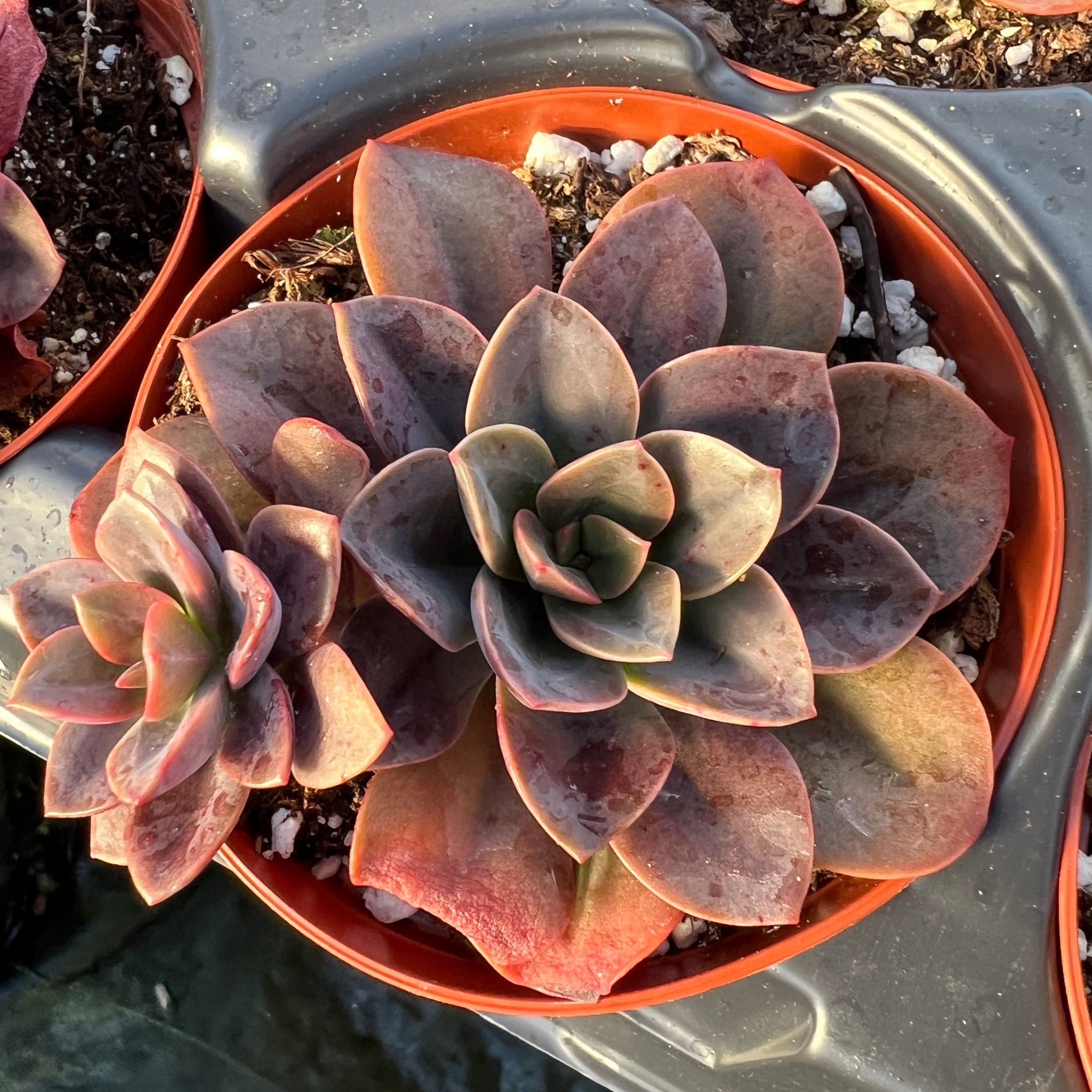 succulent chroma Echeveria chroma – Succulent Gardens