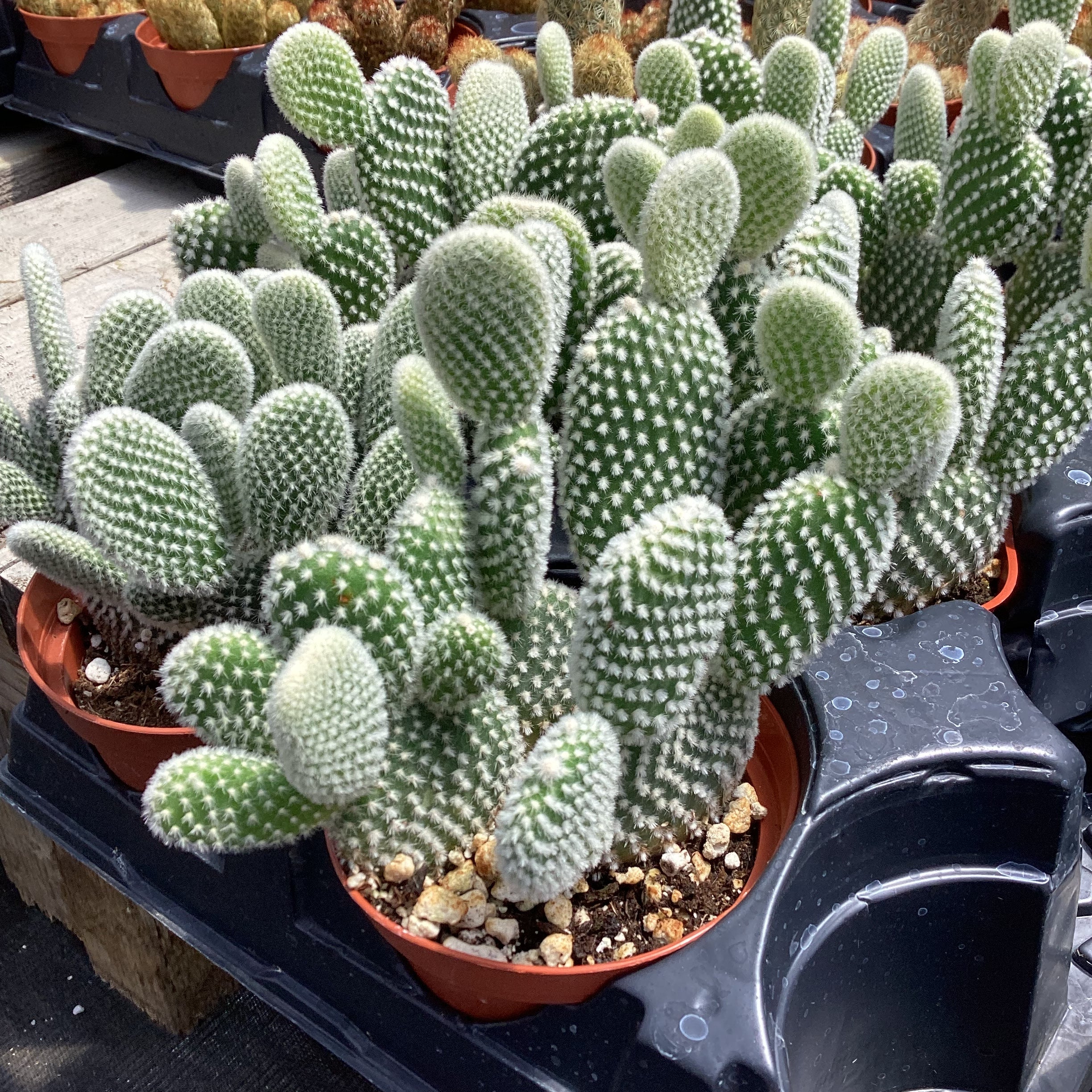 Opuntia microdasys var. albispina – Succulent Gardens