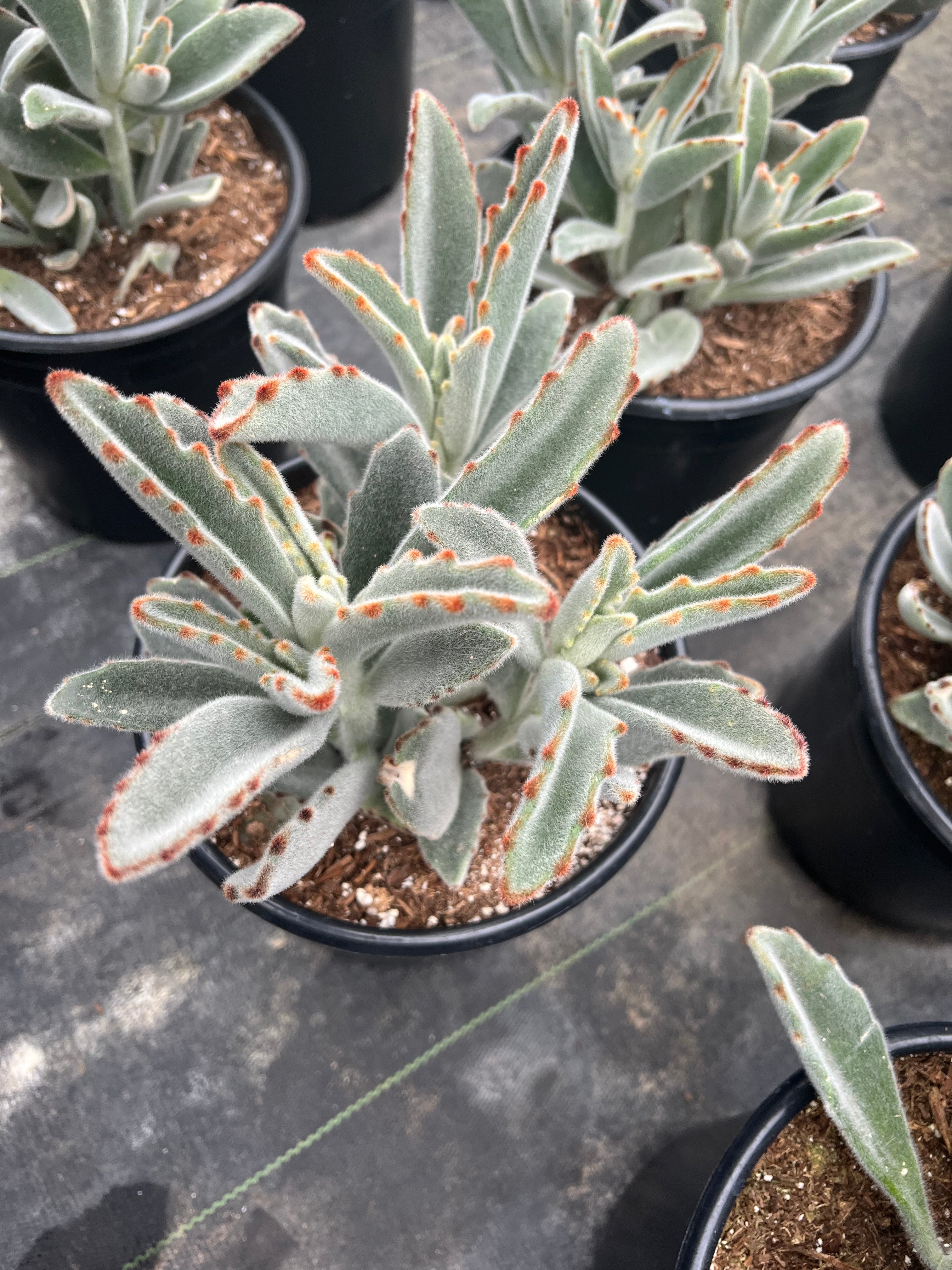 tomentosa succulent Kalanchoe tomentosa – Succulent Gardens